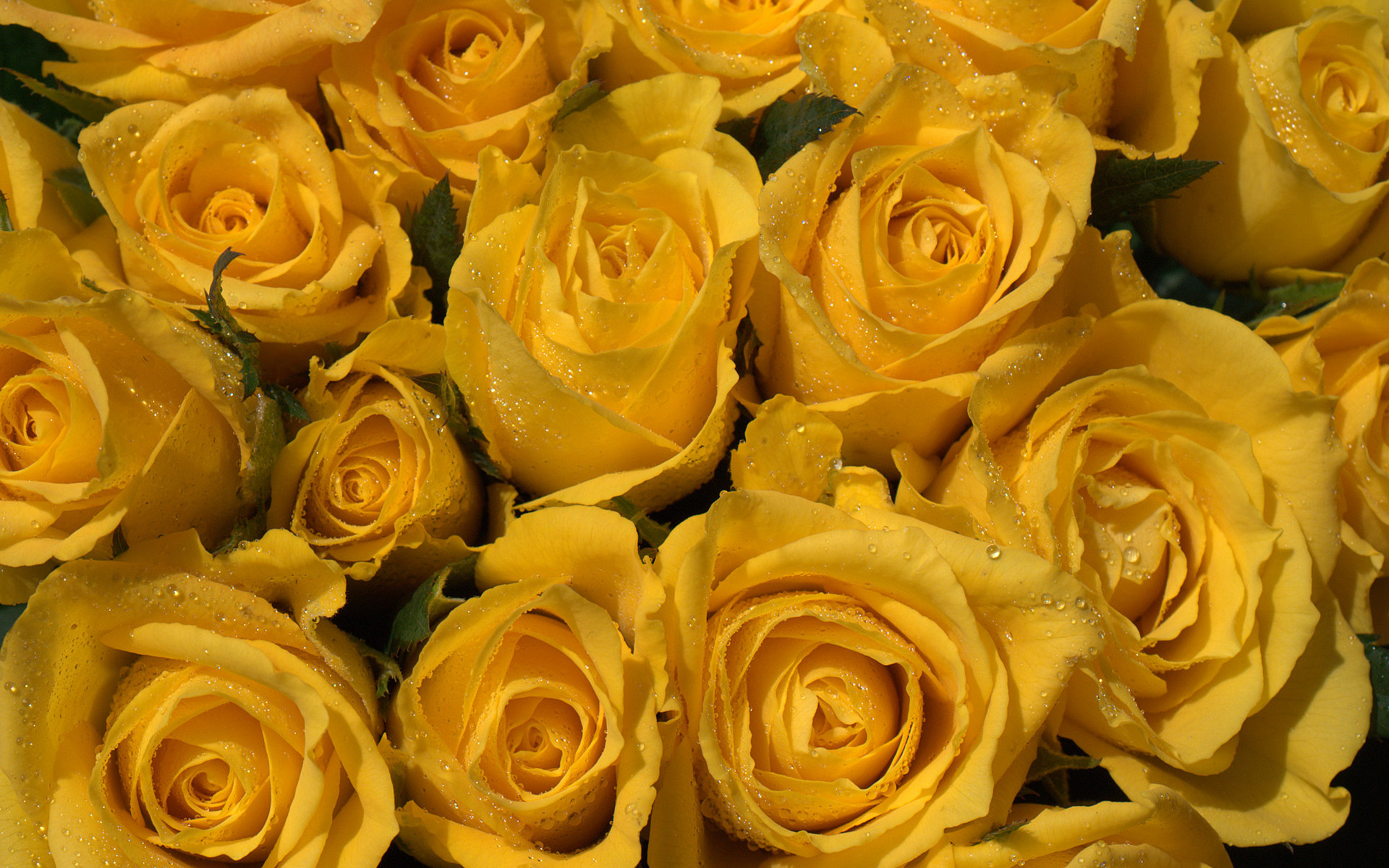 Download Yellow Flower Flower Nature Rose HD Wallpaper