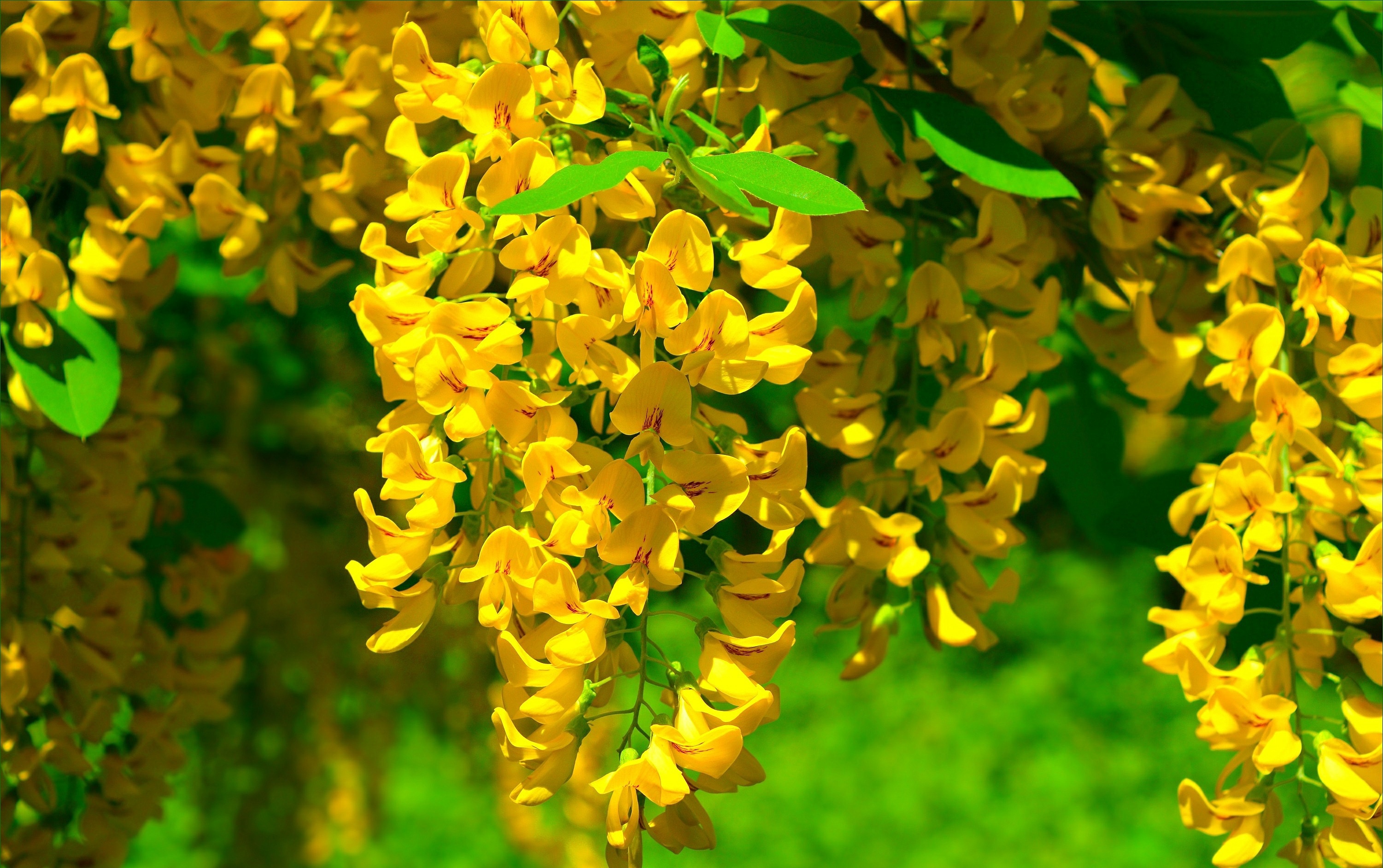 Download Yellow Flower Blossom Flower Nature Wisteria HD Wallpaper