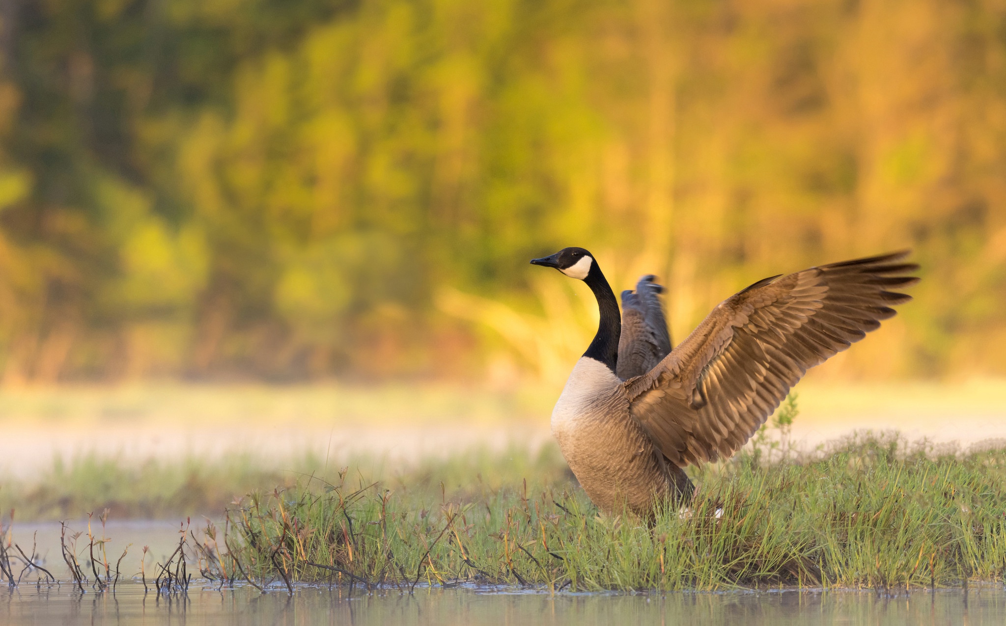 Download Bird Goose Animal Canada Goose HD Wallpaper
