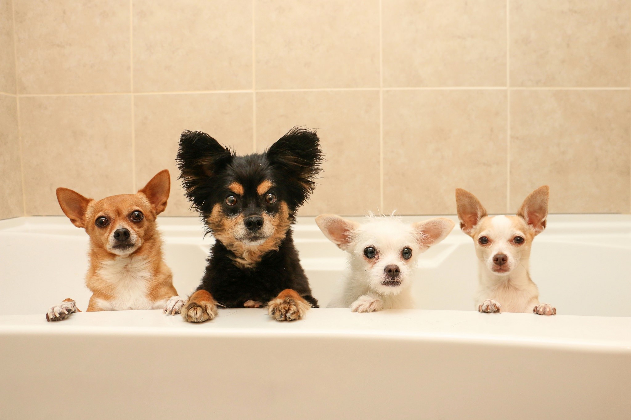 Download Stare Cute Bathtub Bath Animal Dog HD Wallpaper