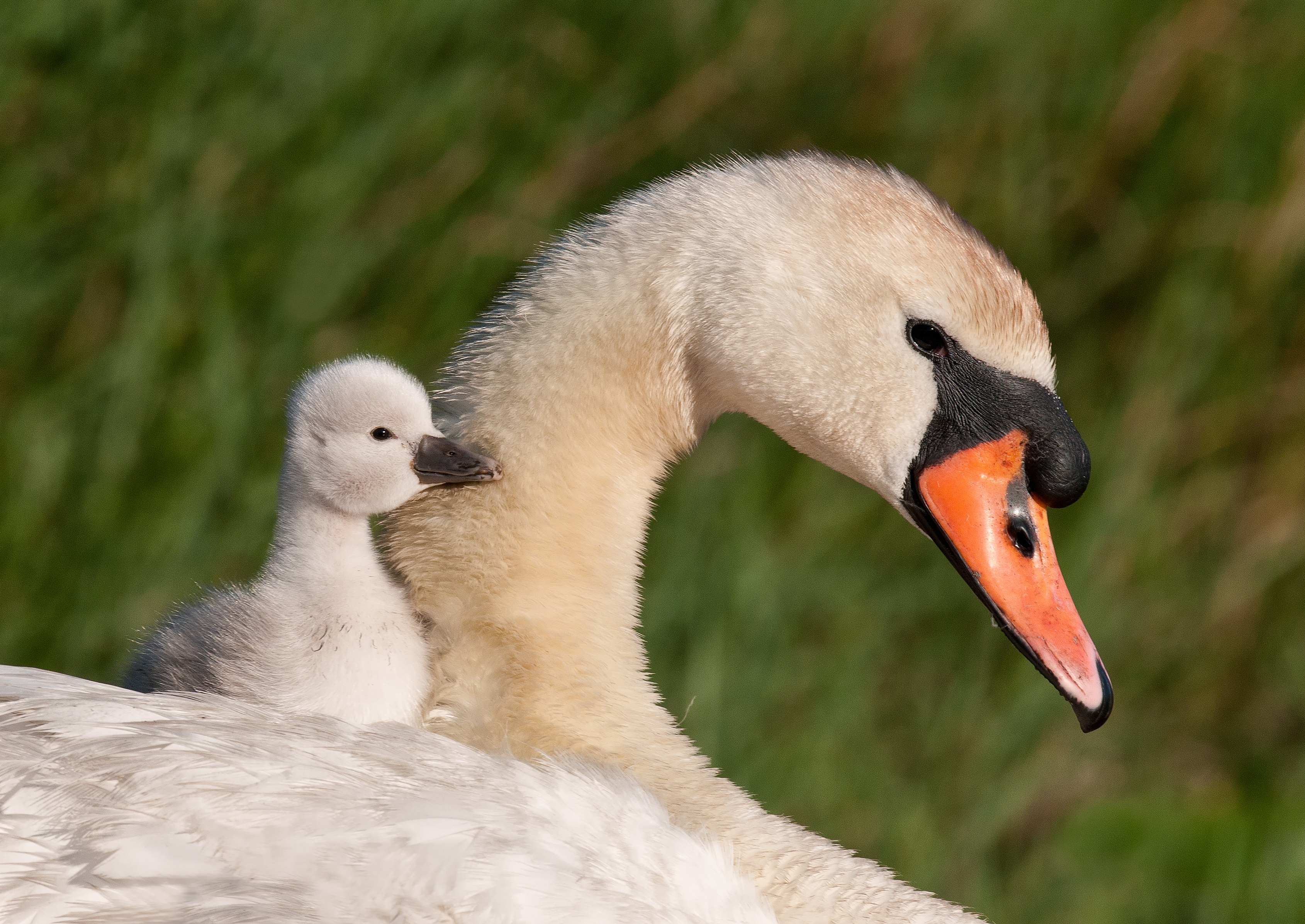 Download Baby Animal Bird Swan Animal Mute Swan HD Wallpaper