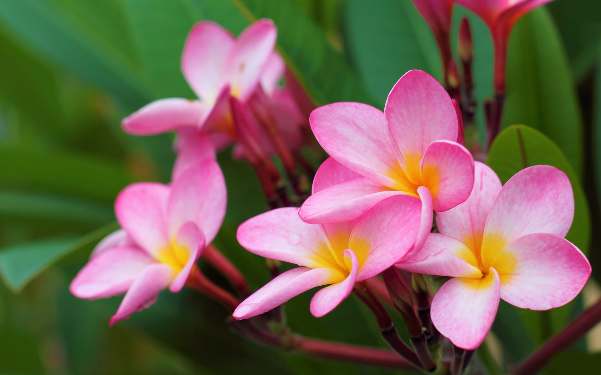 Download Pink Flower Plumeria Flower Nature Frangipani HD Wallpaper