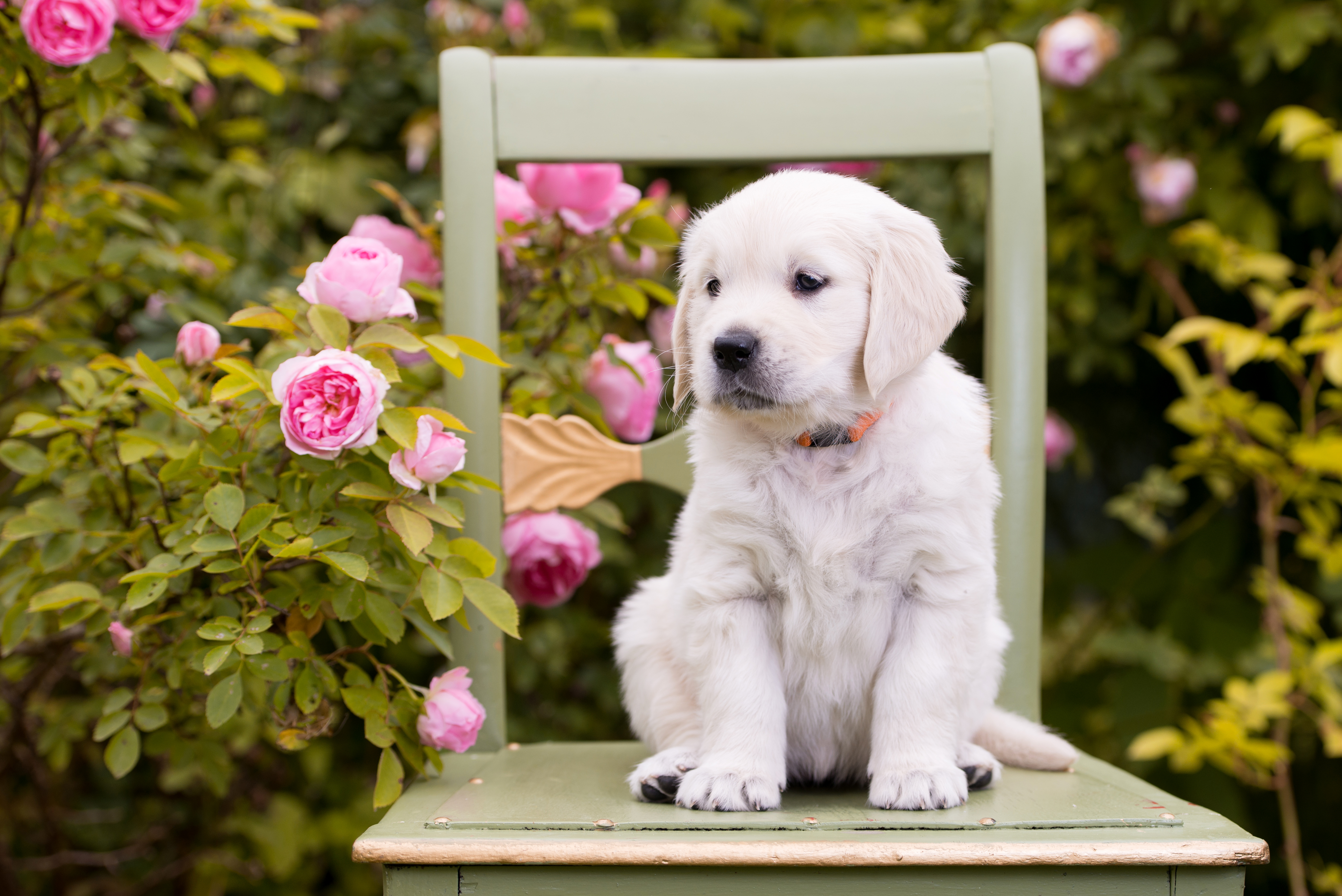 Golden Retriever 4k Ultra HD Wallpaper Background Image 4954x3307