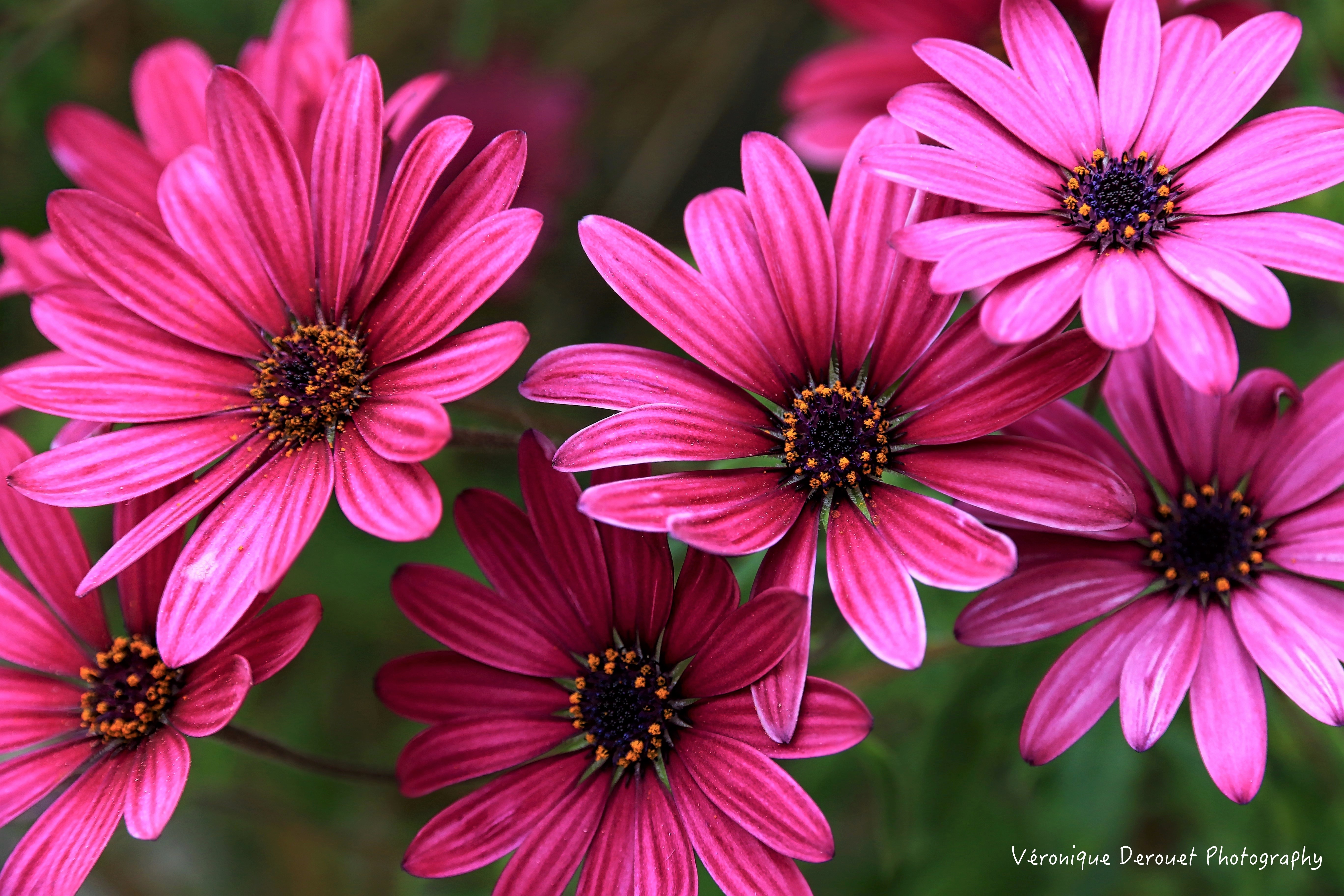 Download Pink Flower Daisy Flower Nature Daisy 4k Ultra HD Wallpaper by
