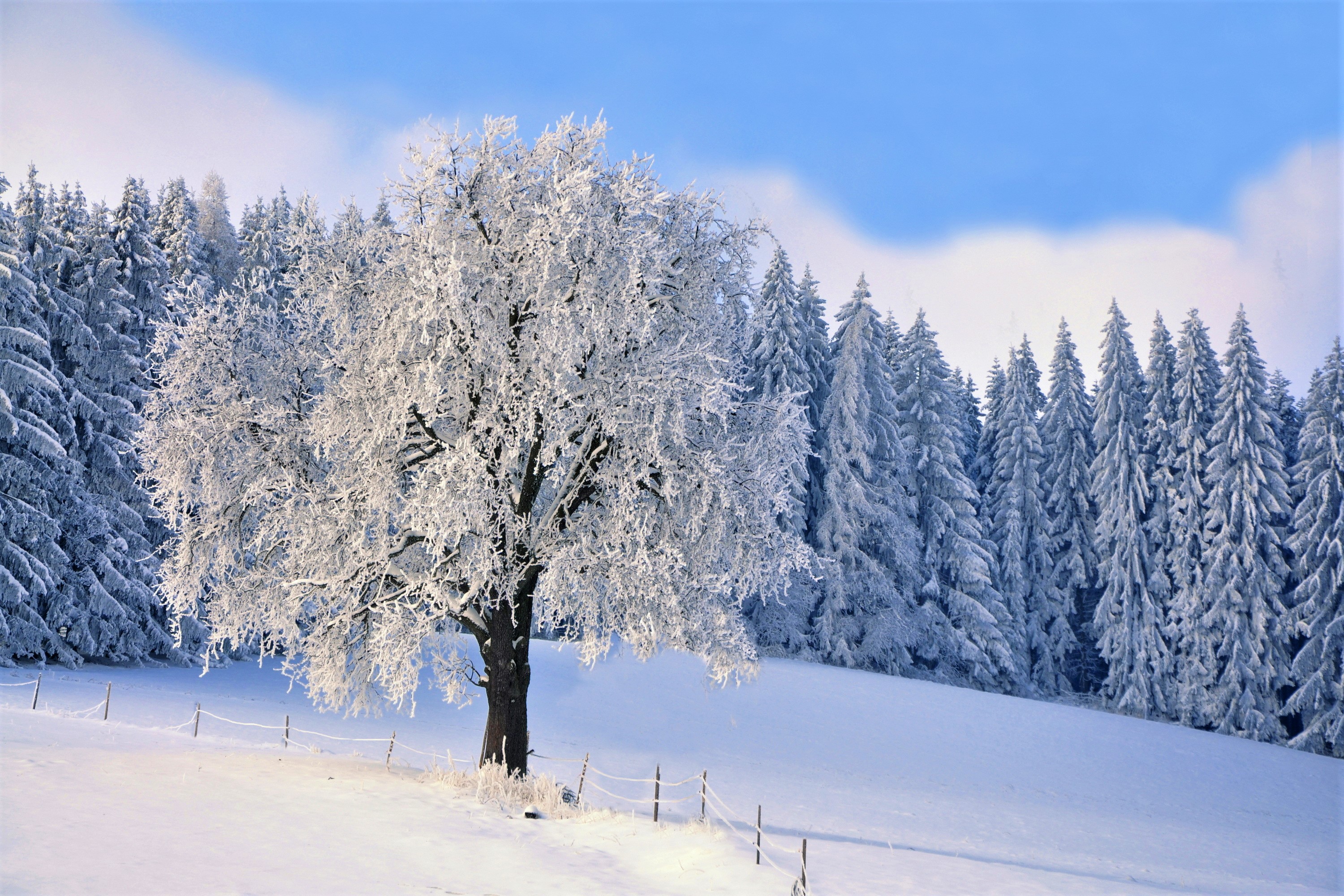 Download Snow Forest Tree Nature Winter HD Wallpaper