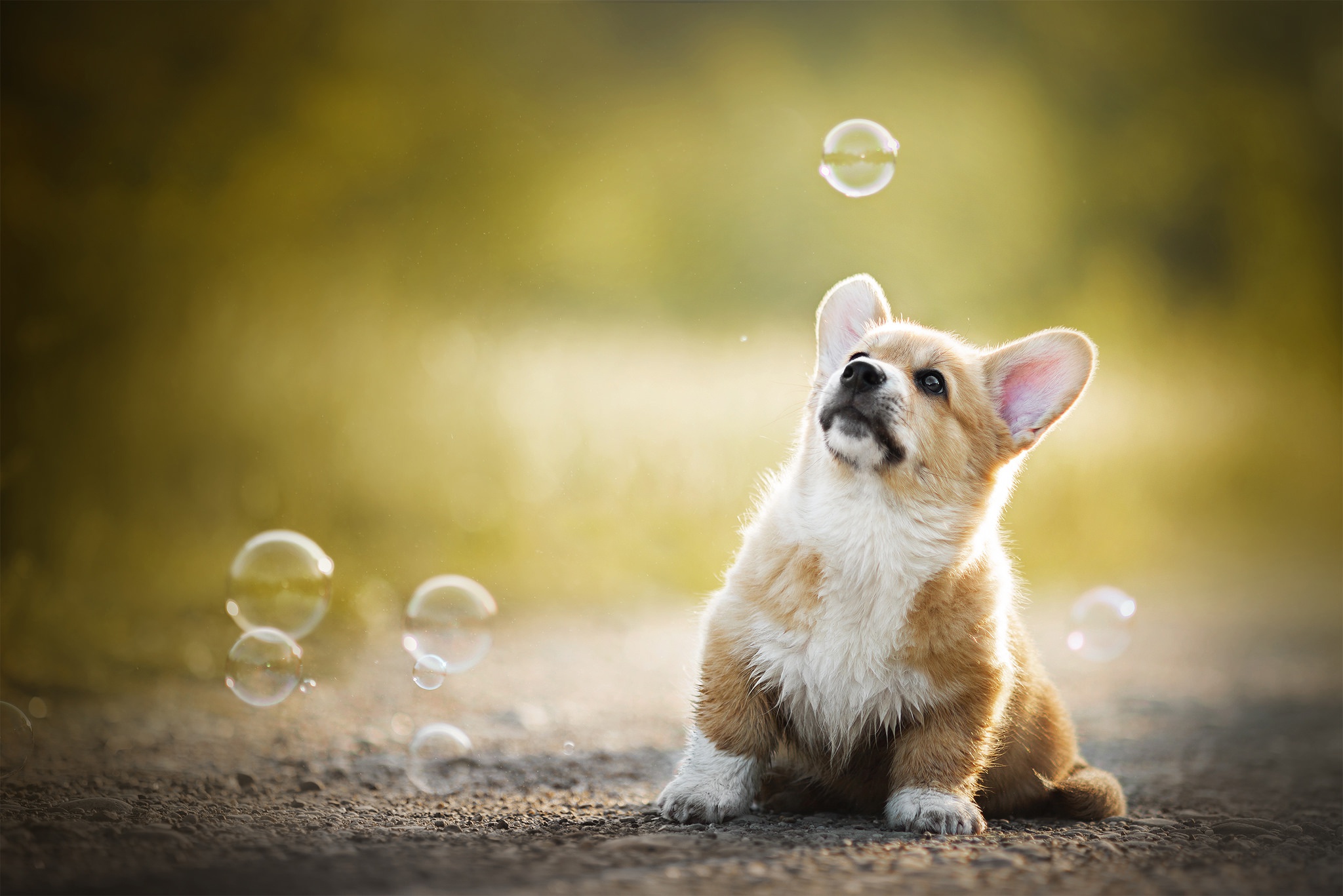Download Puppy Bubble Dog Animal HD Wallpaper