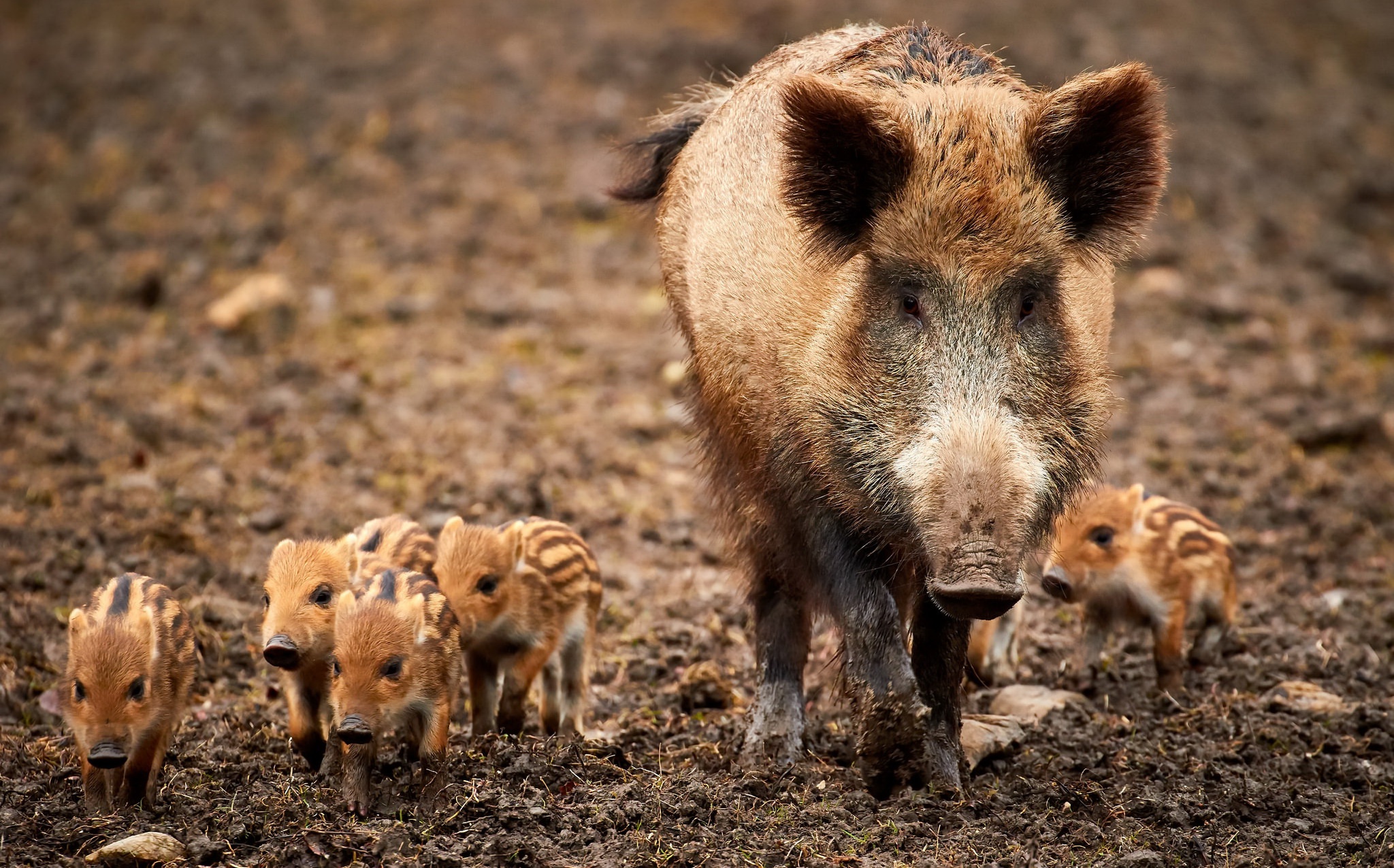 Download Baby Animal Animal Boar HD Wallpaper