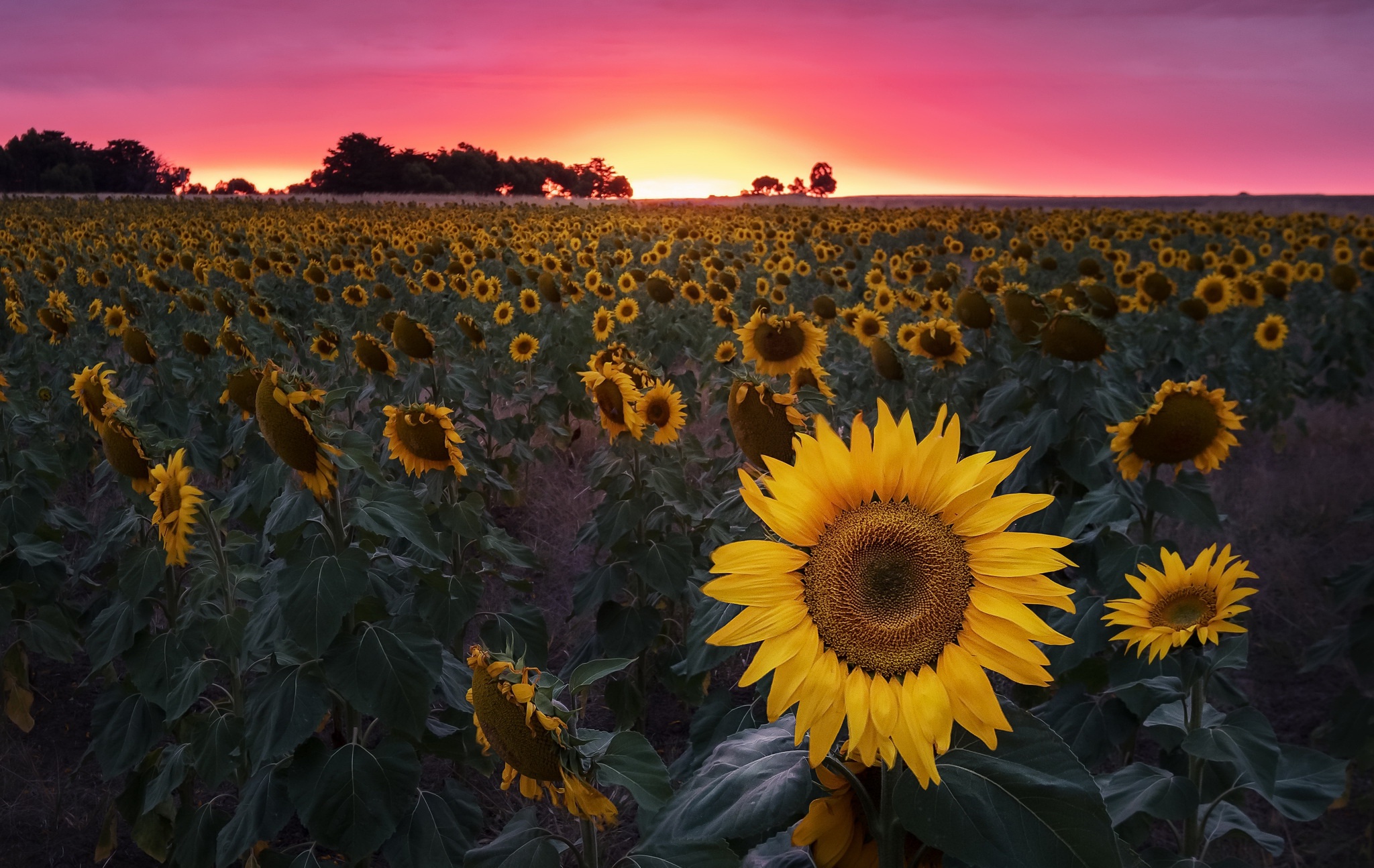 Girasol Fondo de pantalla HD Fondo de Escritorio