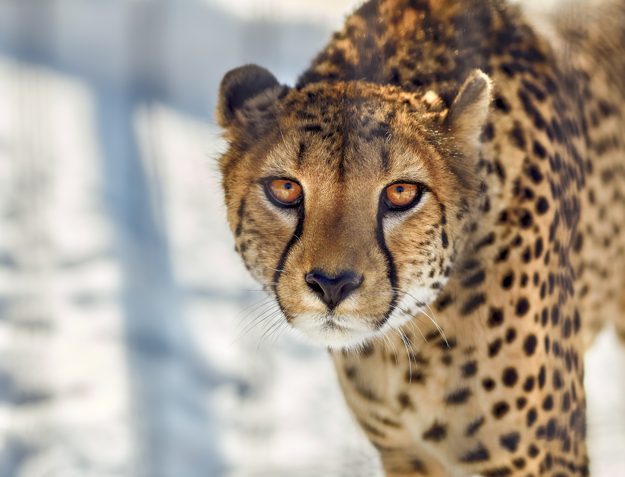 Download Animal Cheetah HD Wallpaper