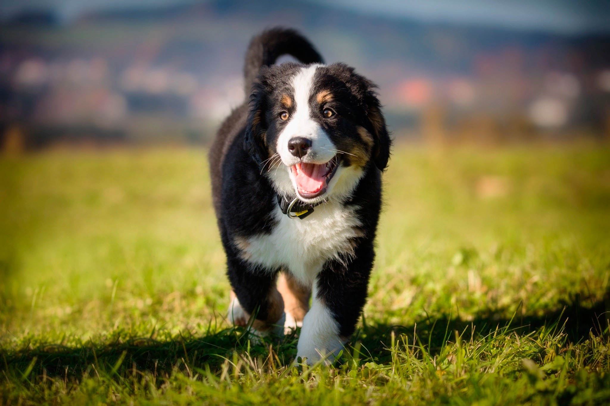 Download Puppy Baby Animal Dog Animal Bernese Mountain Dog HD Wallpaper