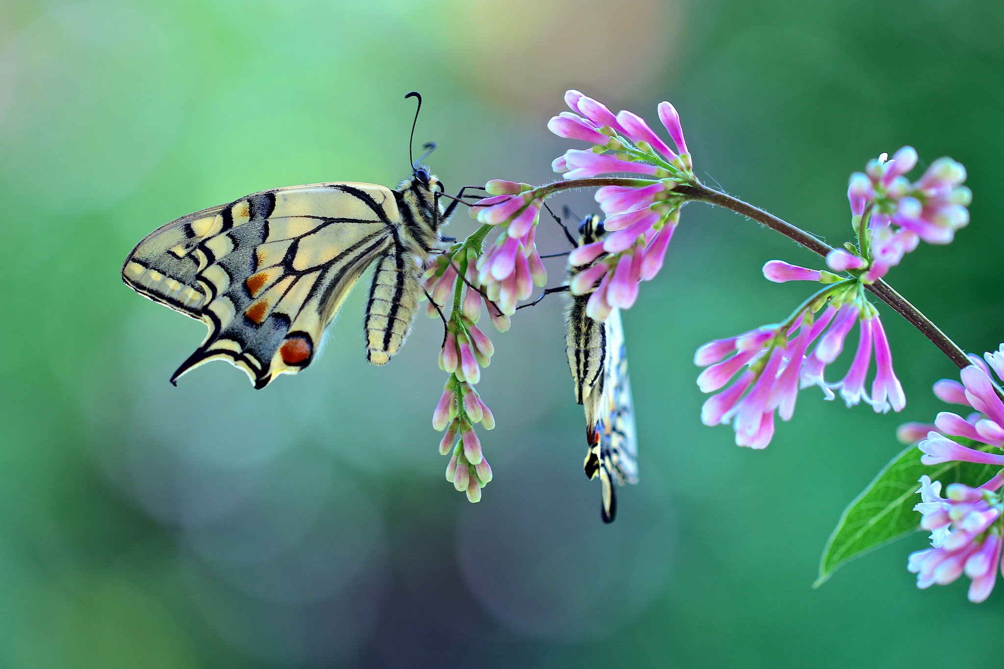 Download Pink Flower Macro Insect Animal Butterfly HD Wallpaper