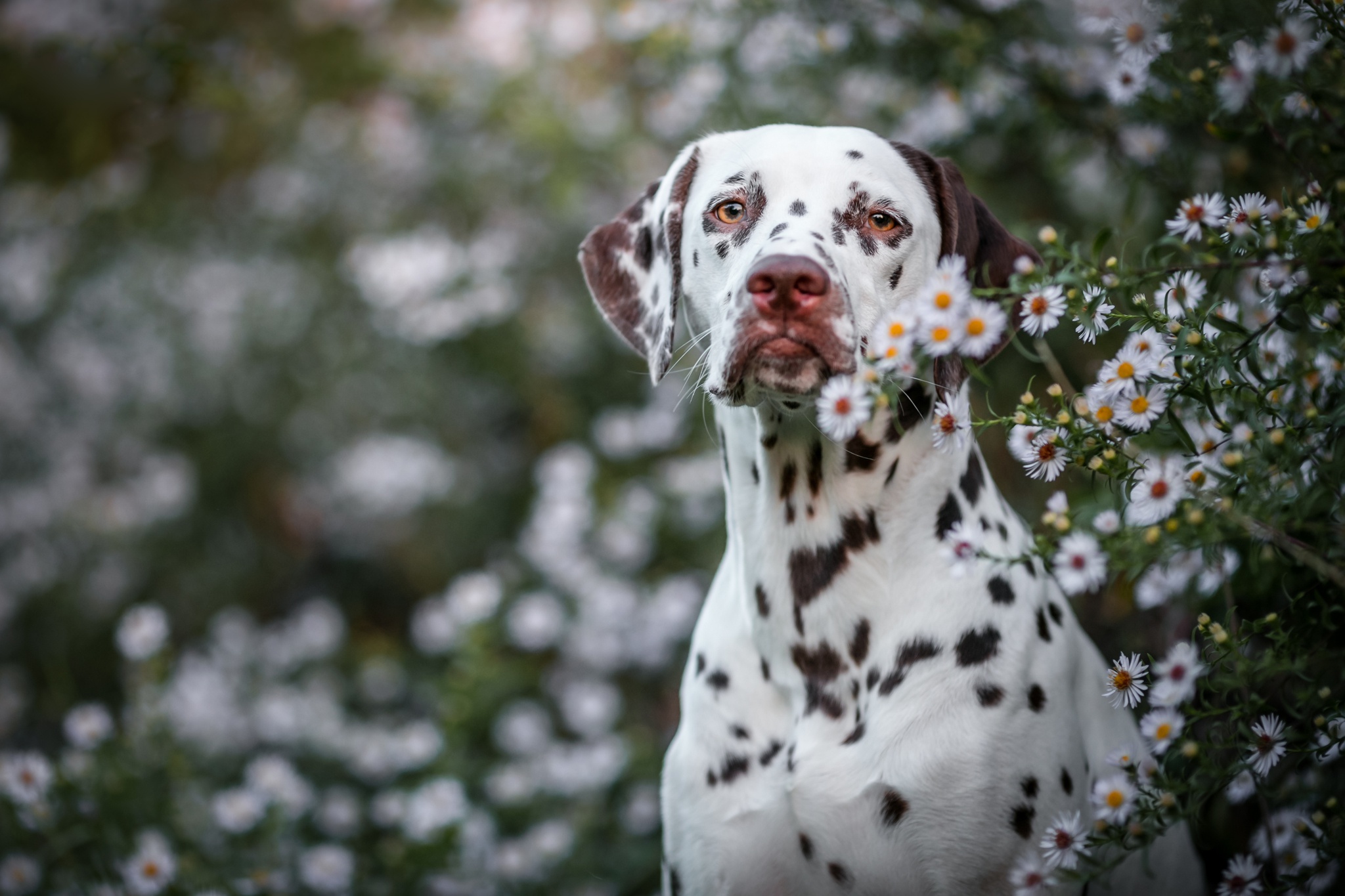 Download Dog Animal Dalmatian HD Wallpaper