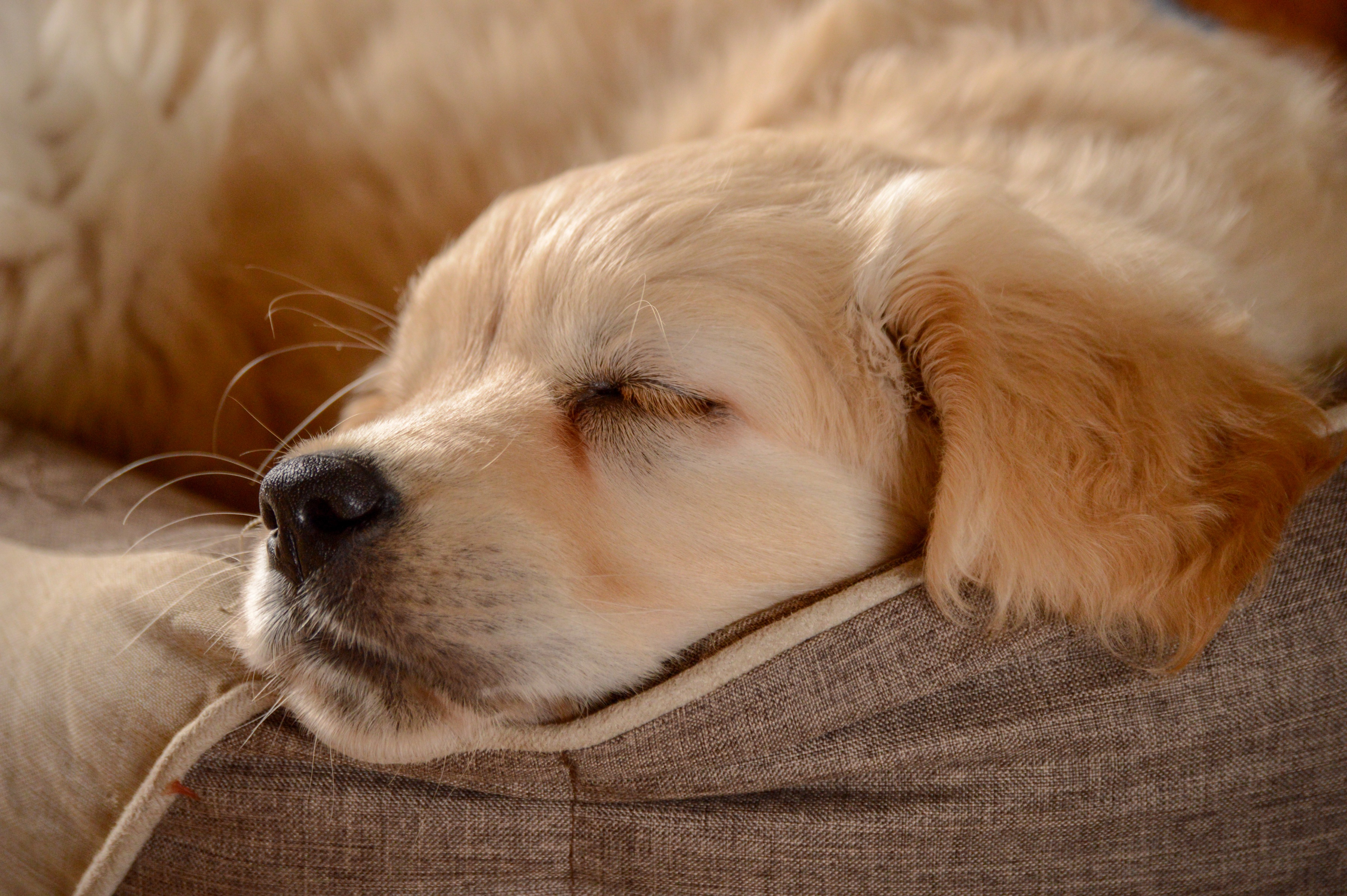 Golden retriever puppy sleeping HD Wallpaper Background Image 3600x2394