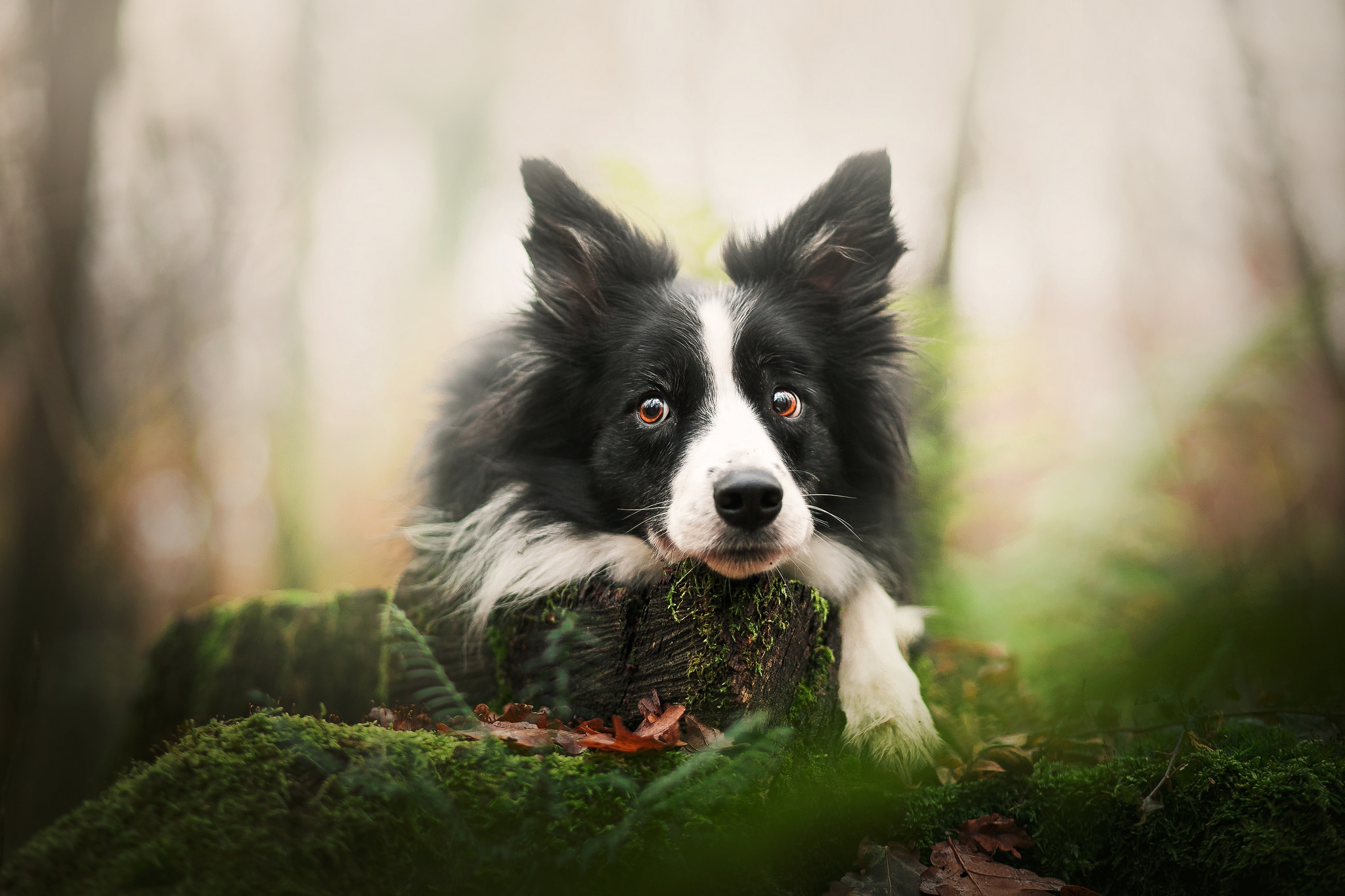 Border Collie HD Wallpaper Background Image 2048x1365 ID978396