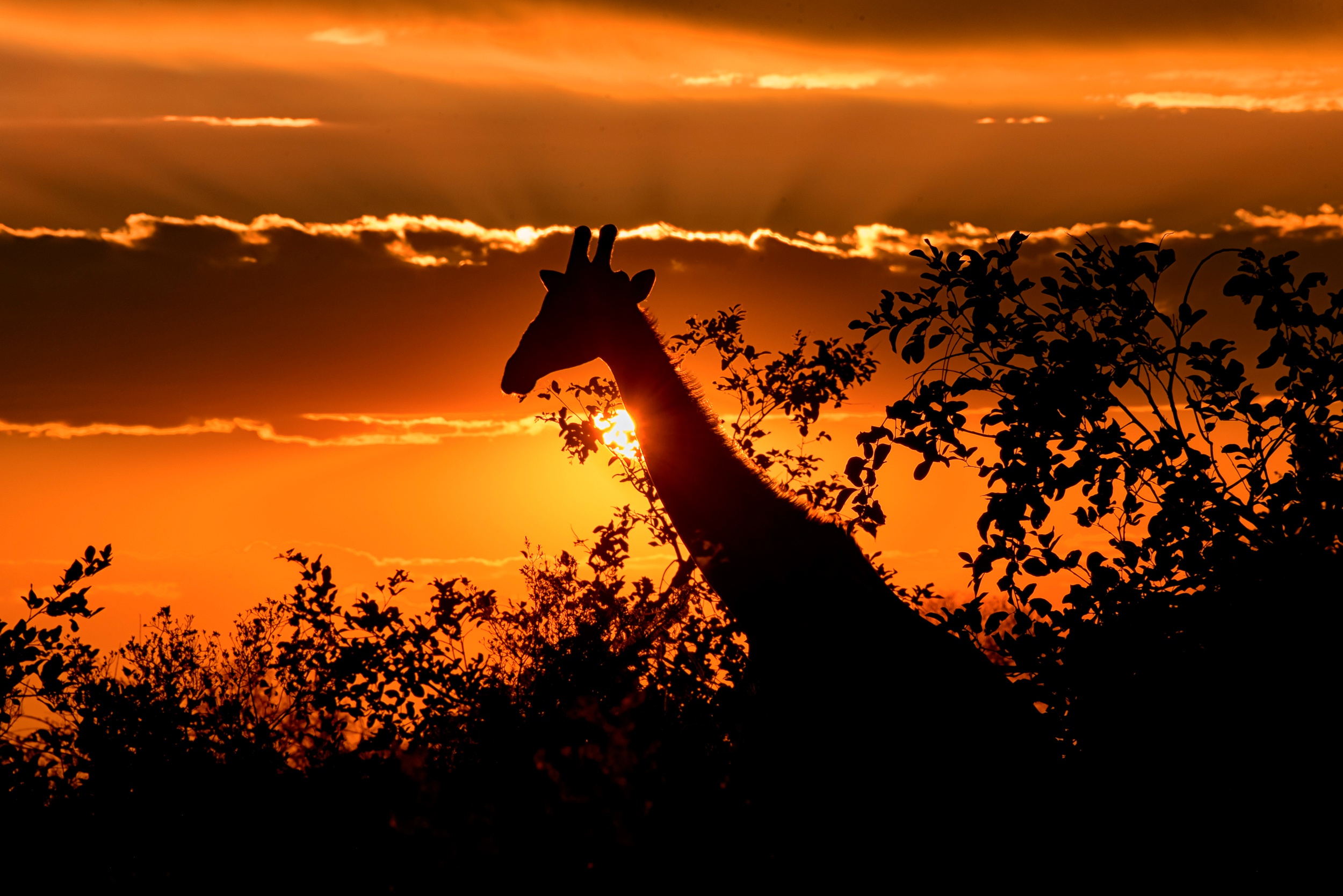 Download Silhouette Animal Giraffe HD Wallpaper