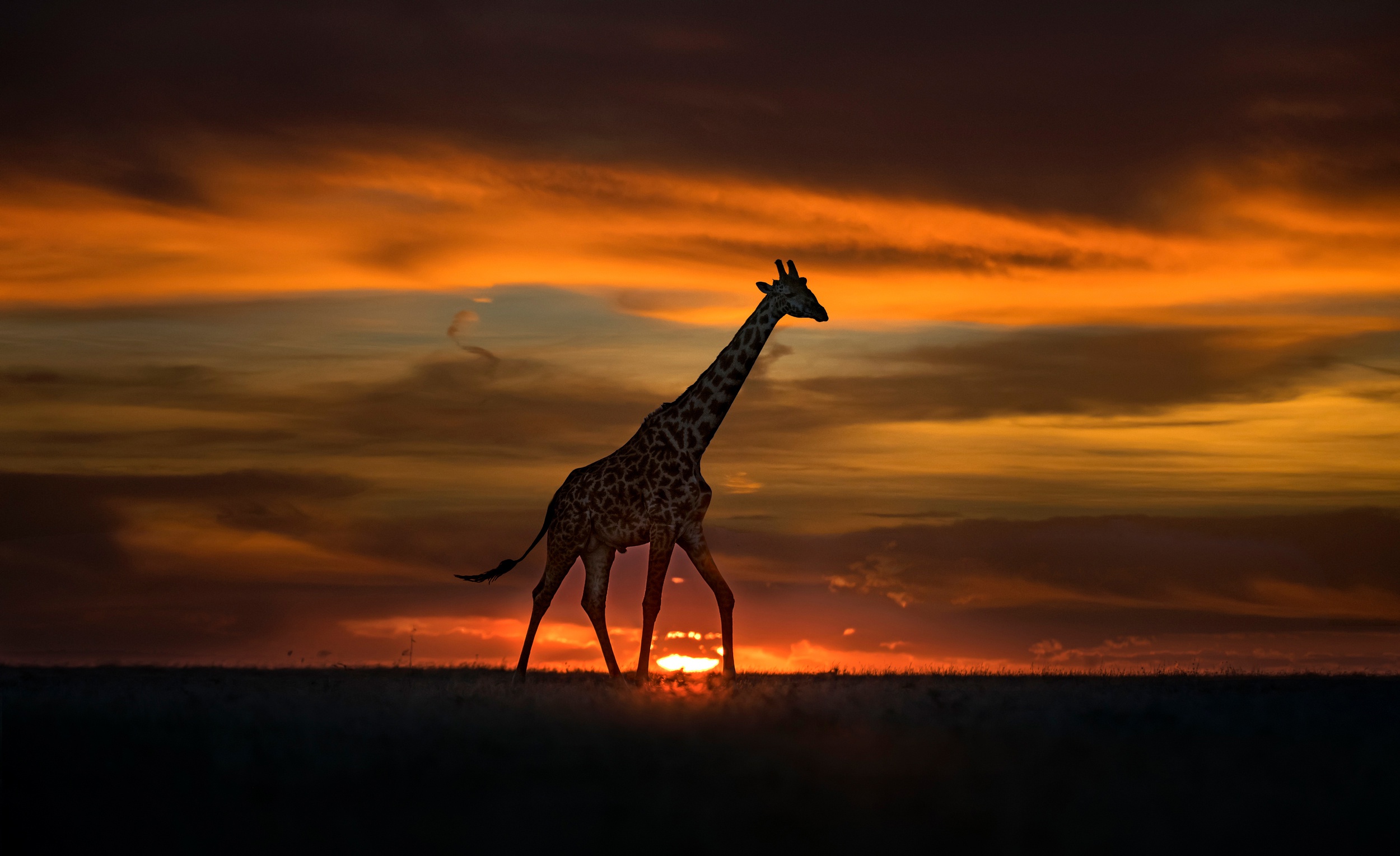Download Sunset Animal Giraffe HD Wallpaper