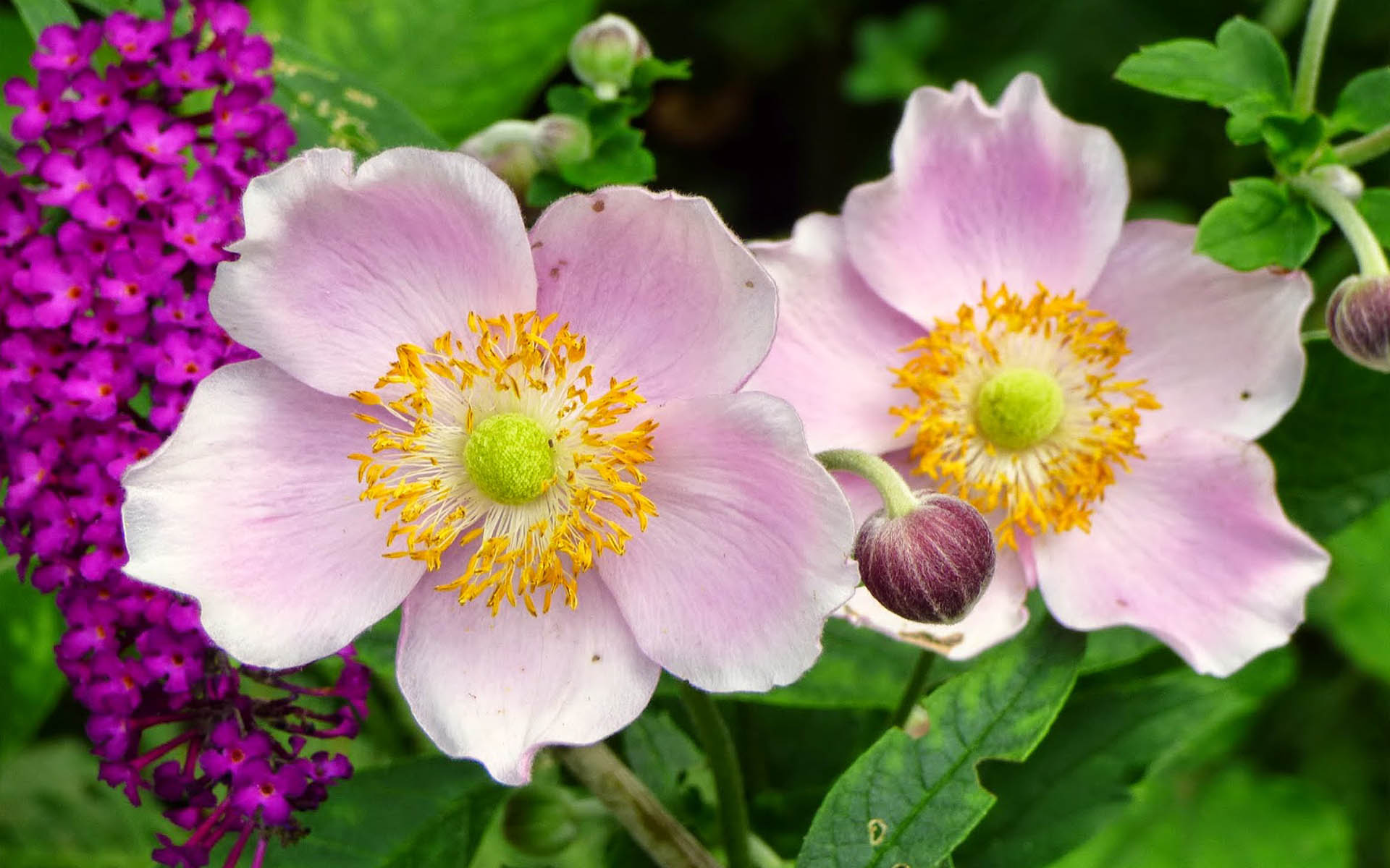 Download Pink Flower Flower Nature Anemone HD Wallpaper