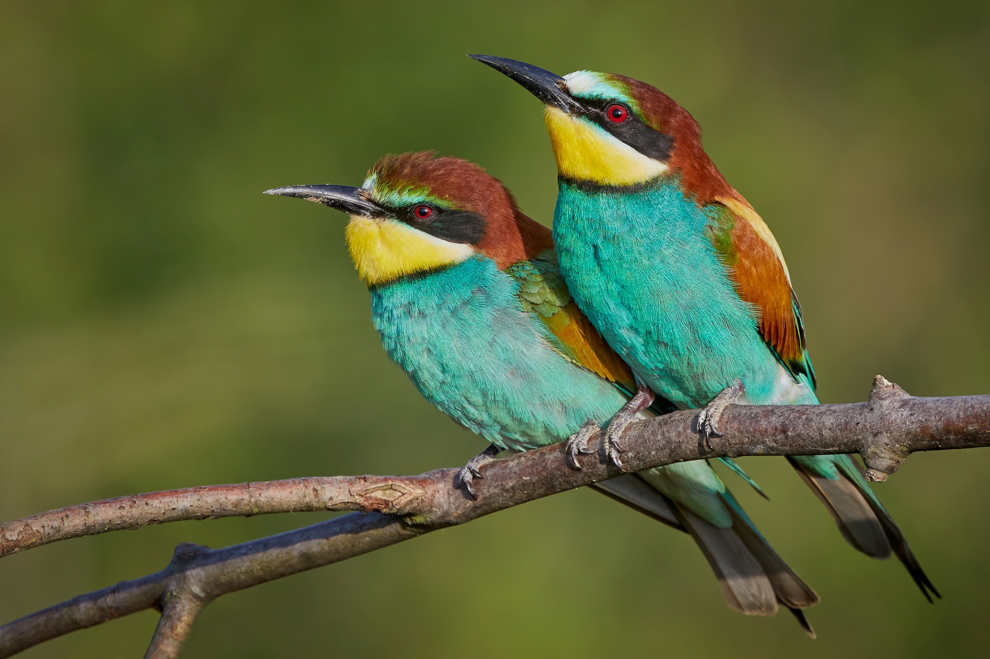 Download Beeeater Bird Animal European Beeeater European Beeeater HD
