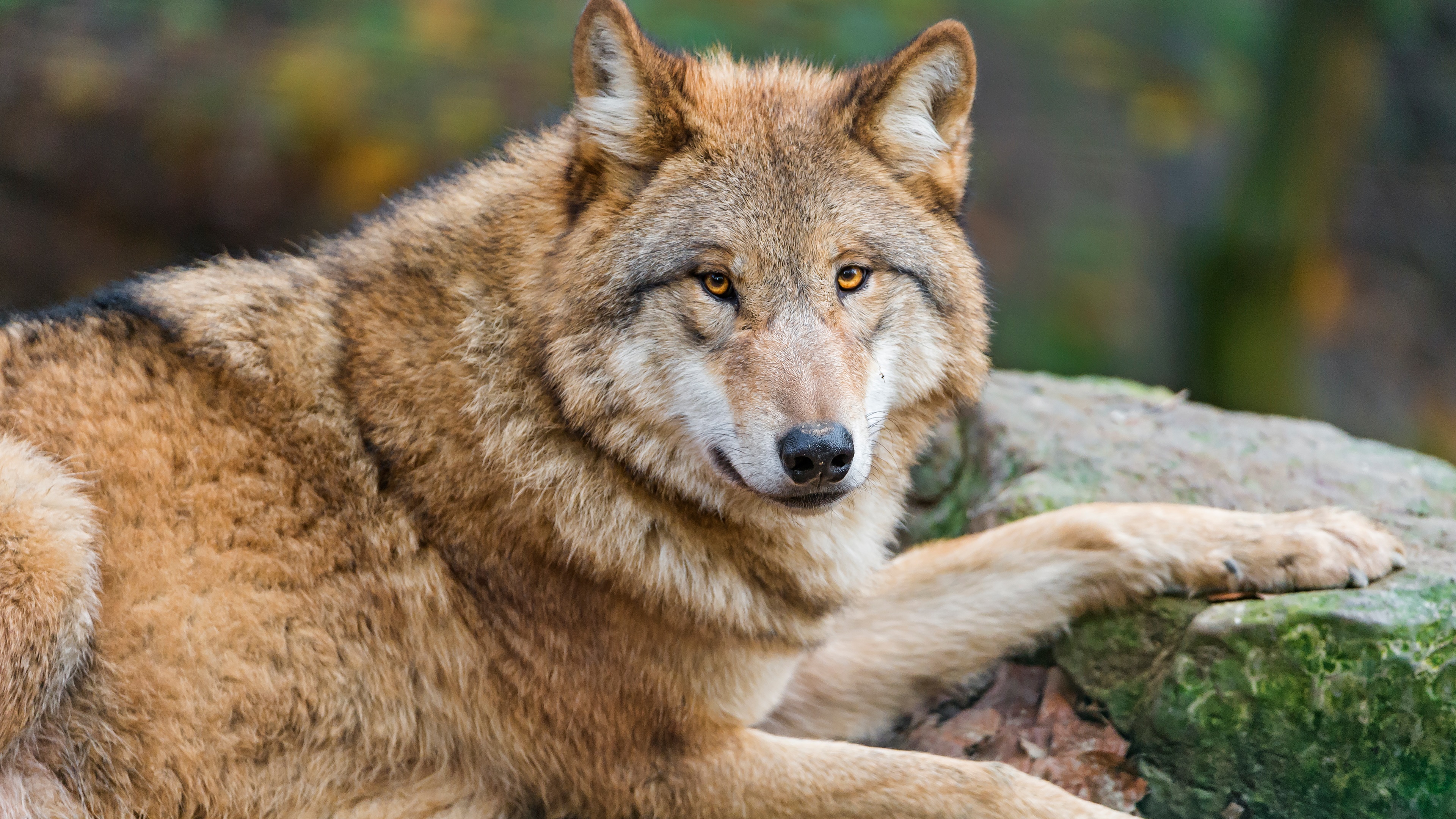 Beautiful Wolf 4k Ultra HD Wallpaper Background Image 3840x2160