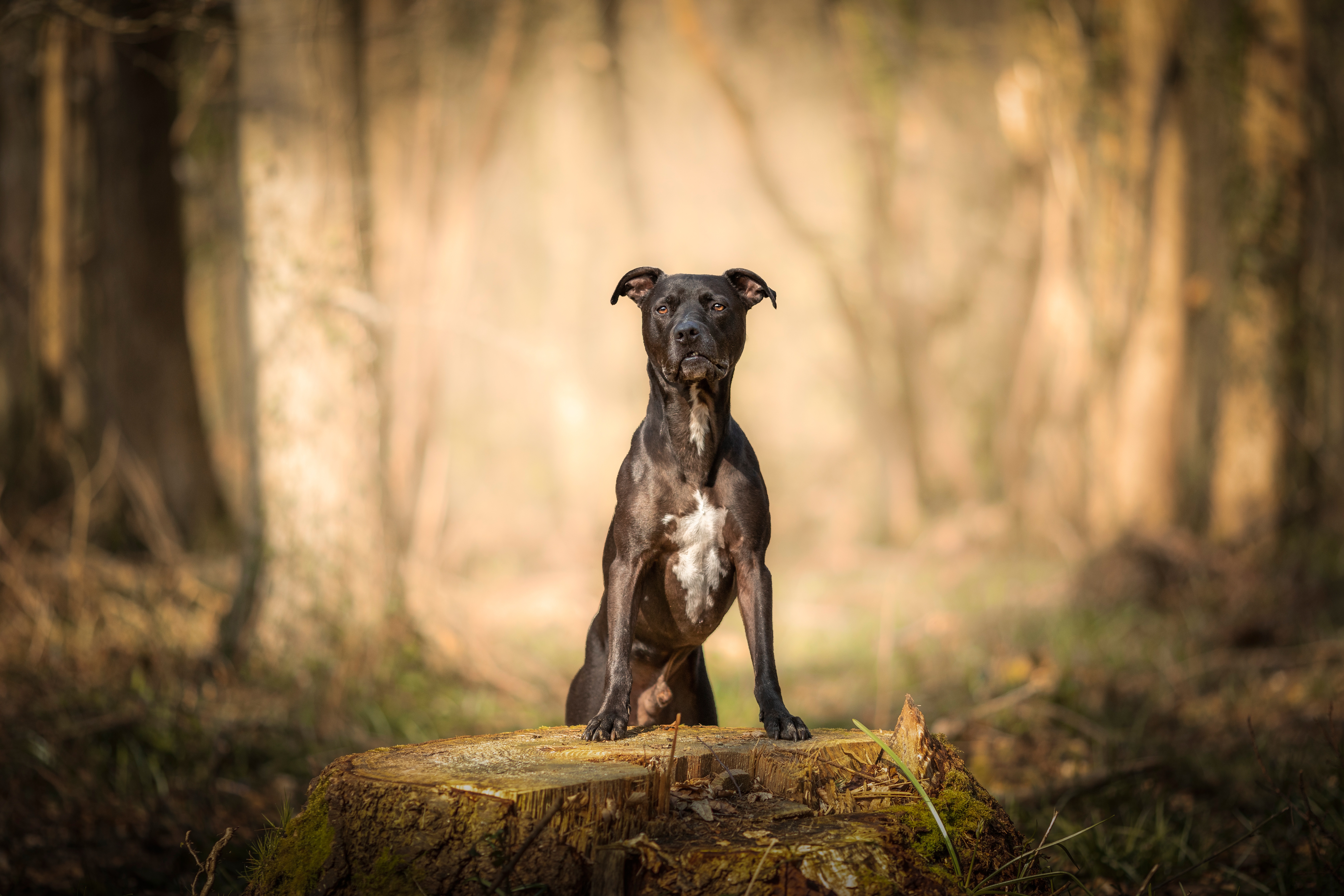 American Pit Bull Terrier 4k Ultra HD Wallpaper Background Image