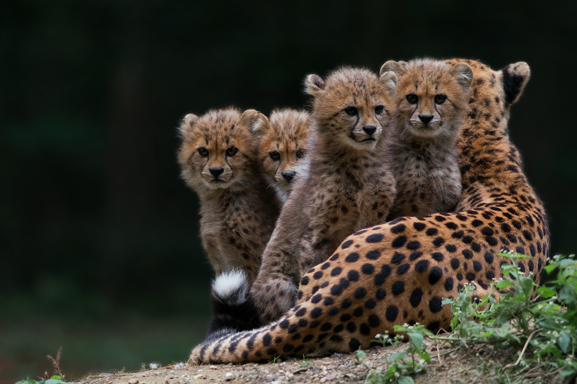 Cheetah Cubs Wallpaper