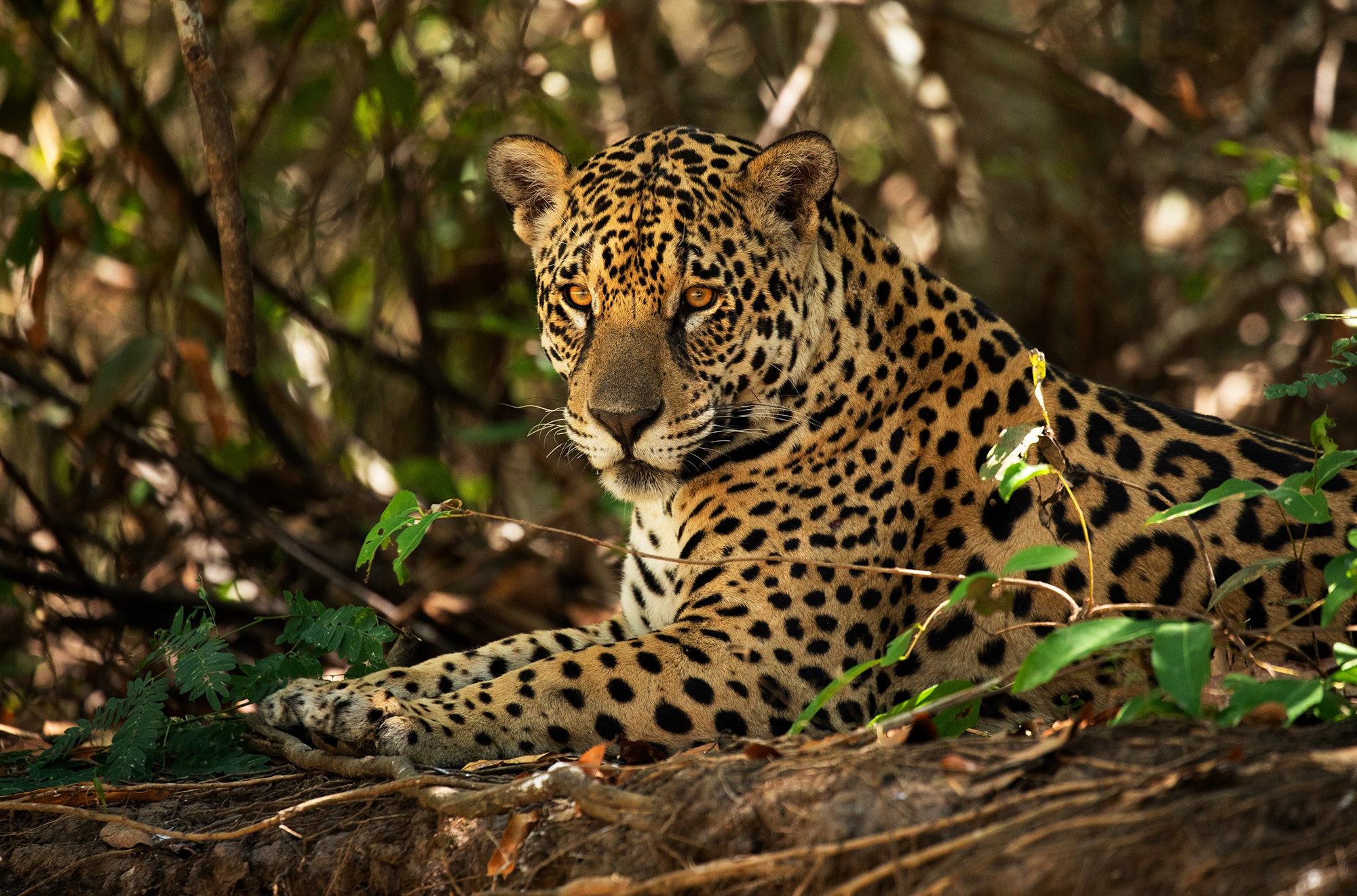 Jaguar HD Wallpaper Background Image 2000x1321 ID1093170