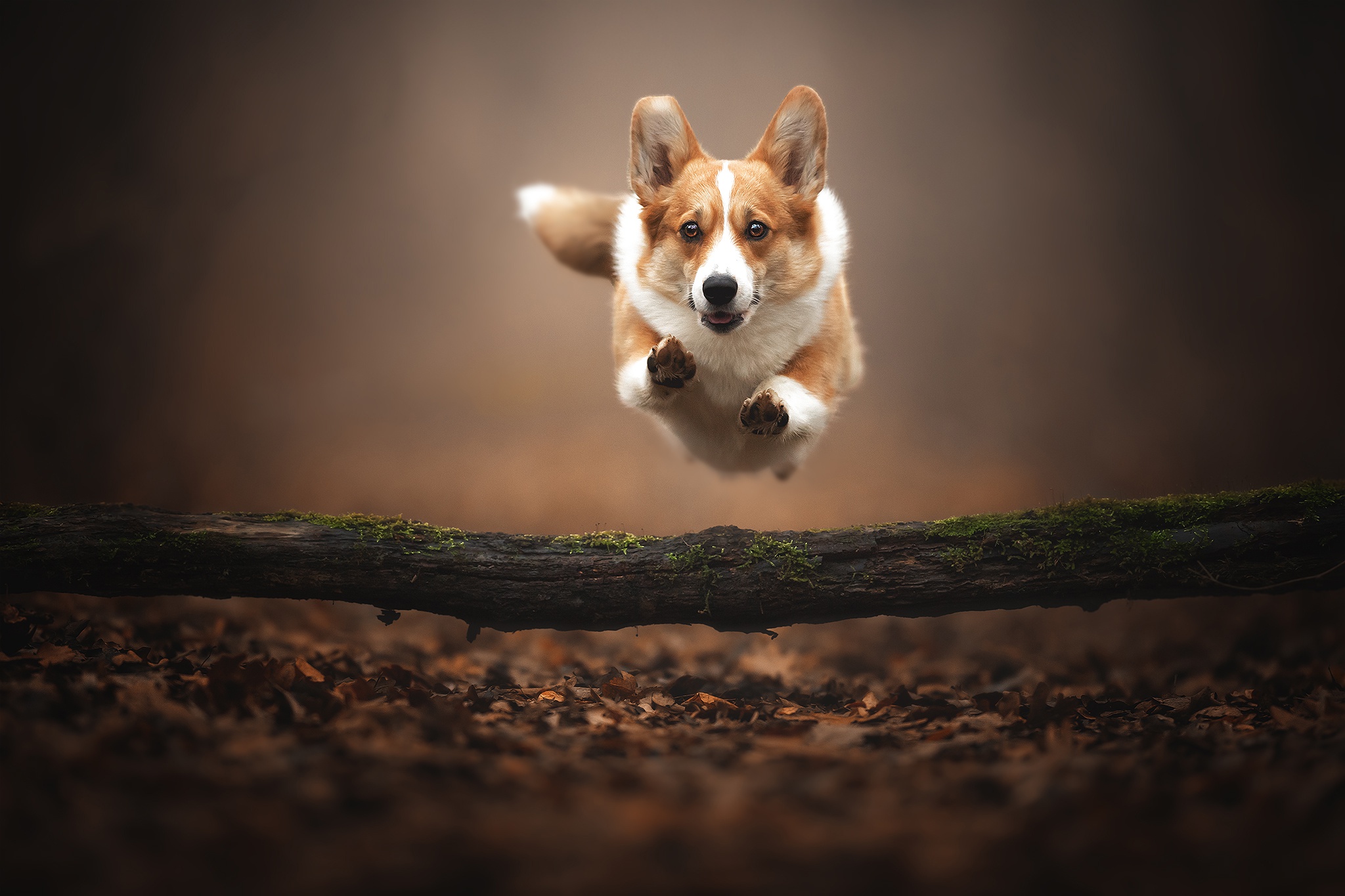 Jumping Over a Log HD Wallpaper Background Image