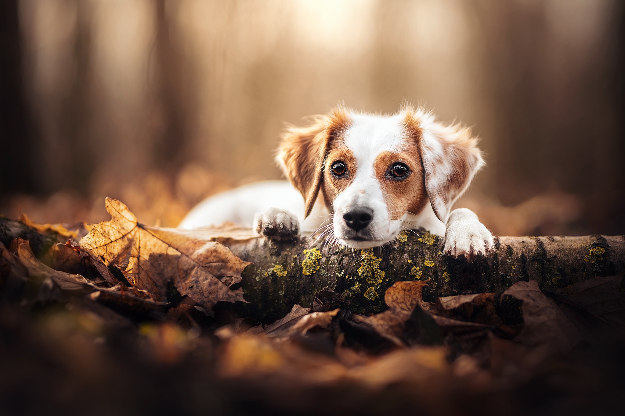 Download Animal Dog HD Wallpaper