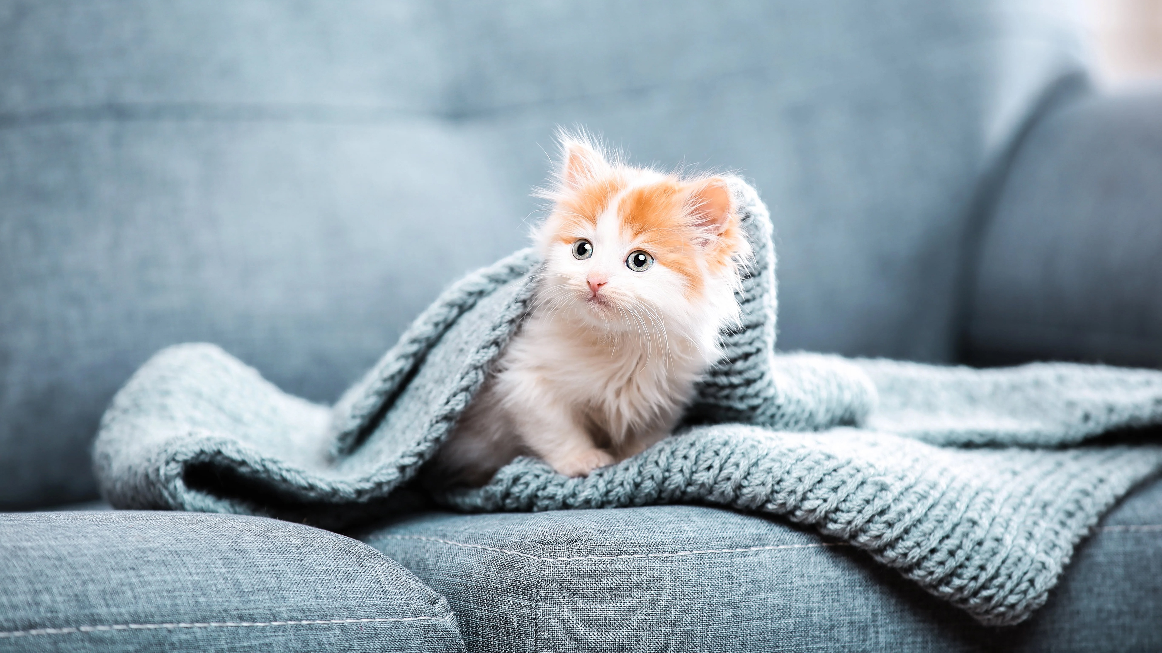 Download Baby Animal Kitten Animal Cat 4k Ultra HD Wallpaper