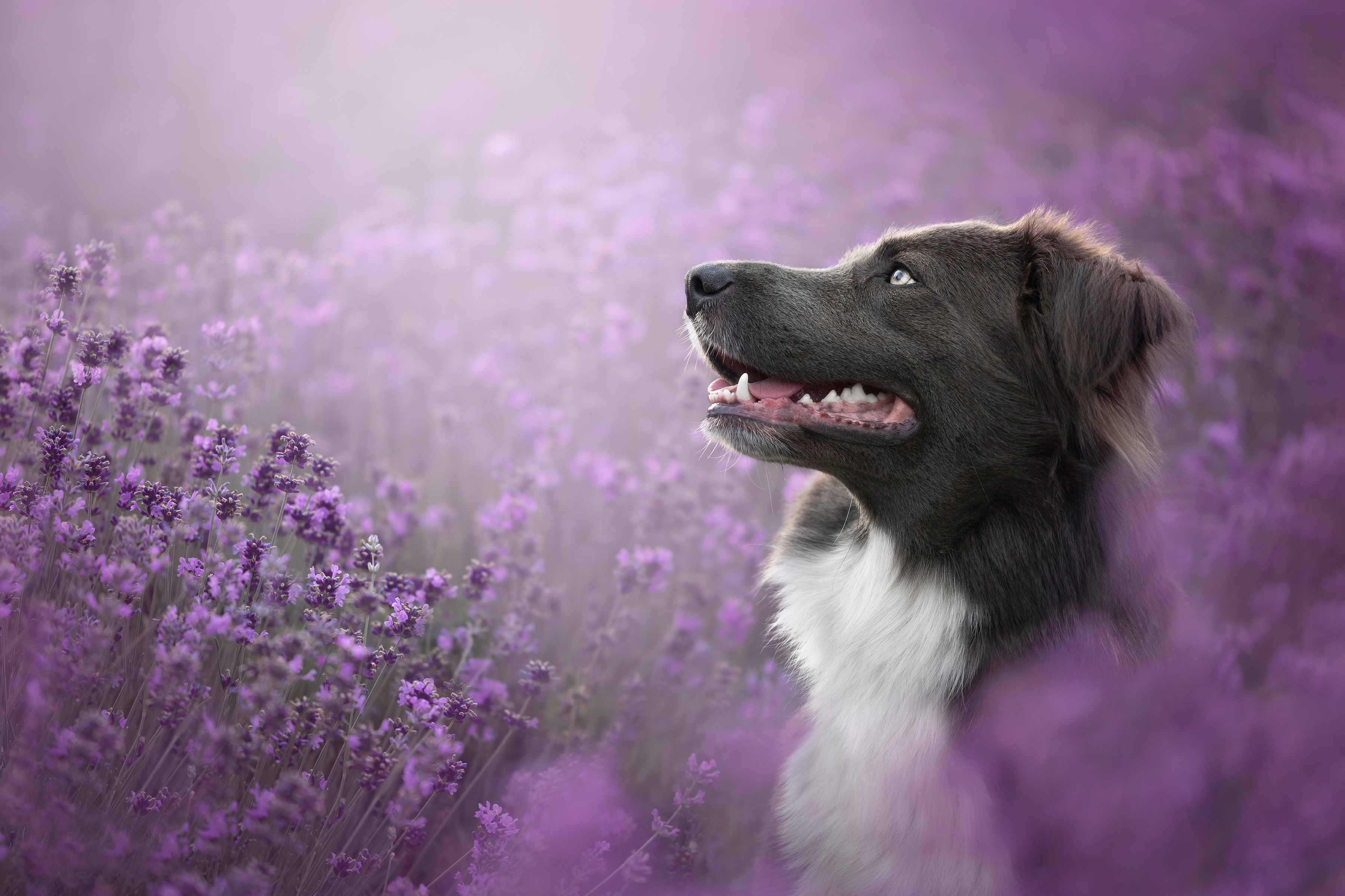 Download Purple Flower Lavender Animal Border Collie HD Wallpaper