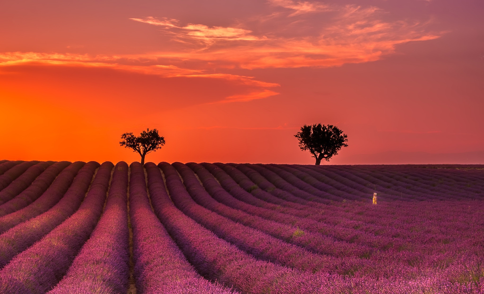 Lavender Field Wallpaper Hd