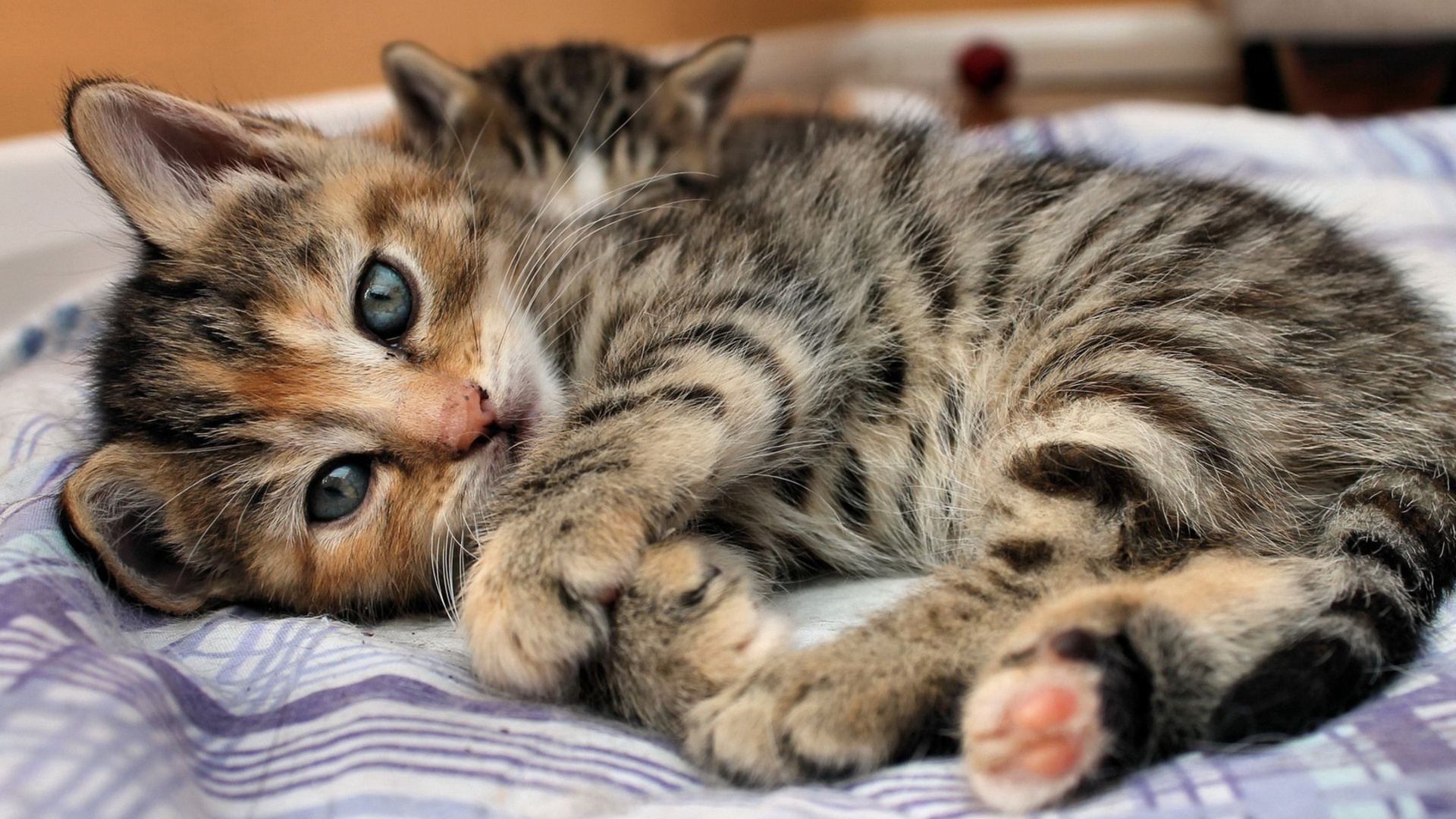 Adorable Cat HD Wallpaper Playful Kitten on Display