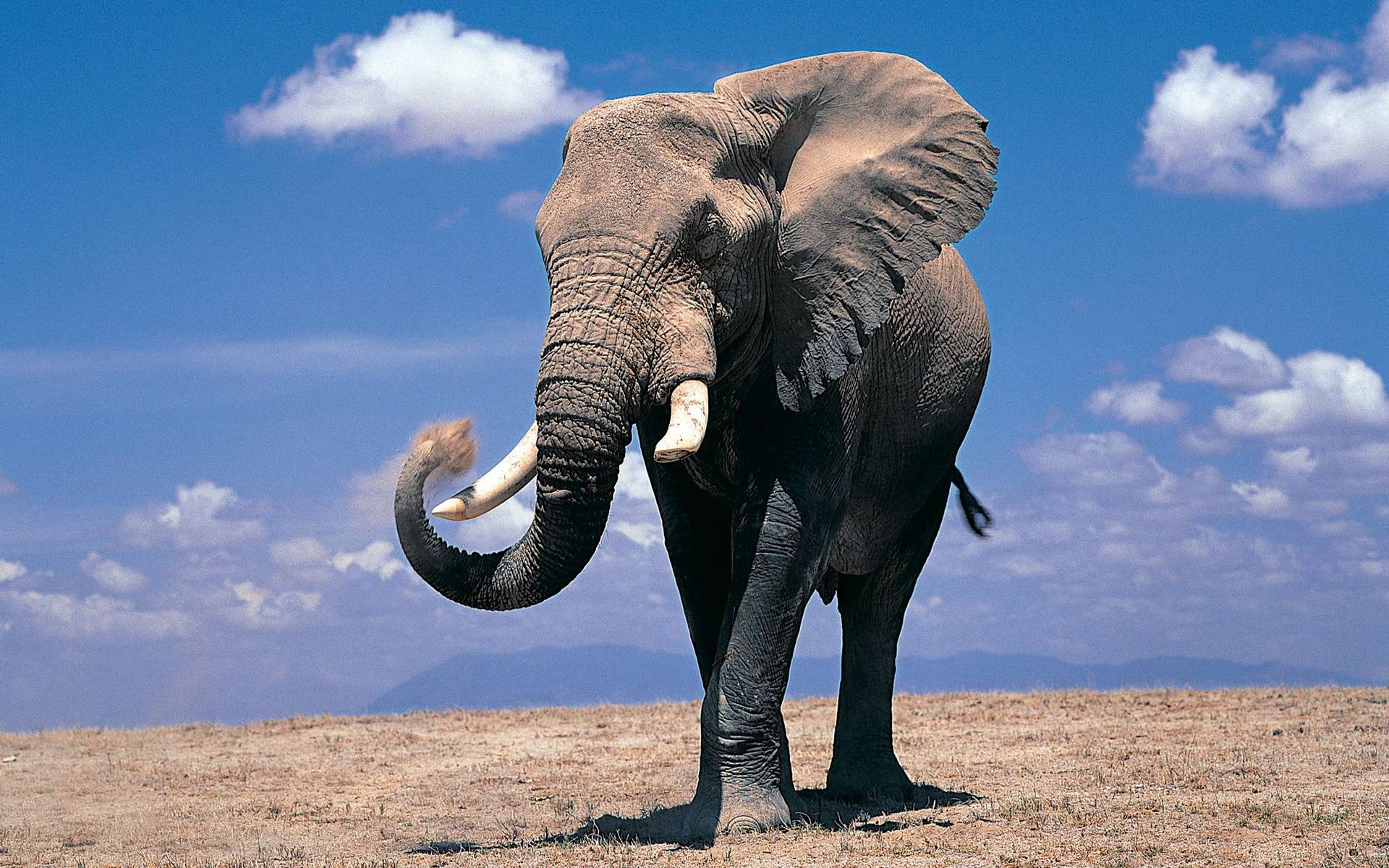 Elephant Full HD Wallpaper and Background Image 1920x1200 ID324220
