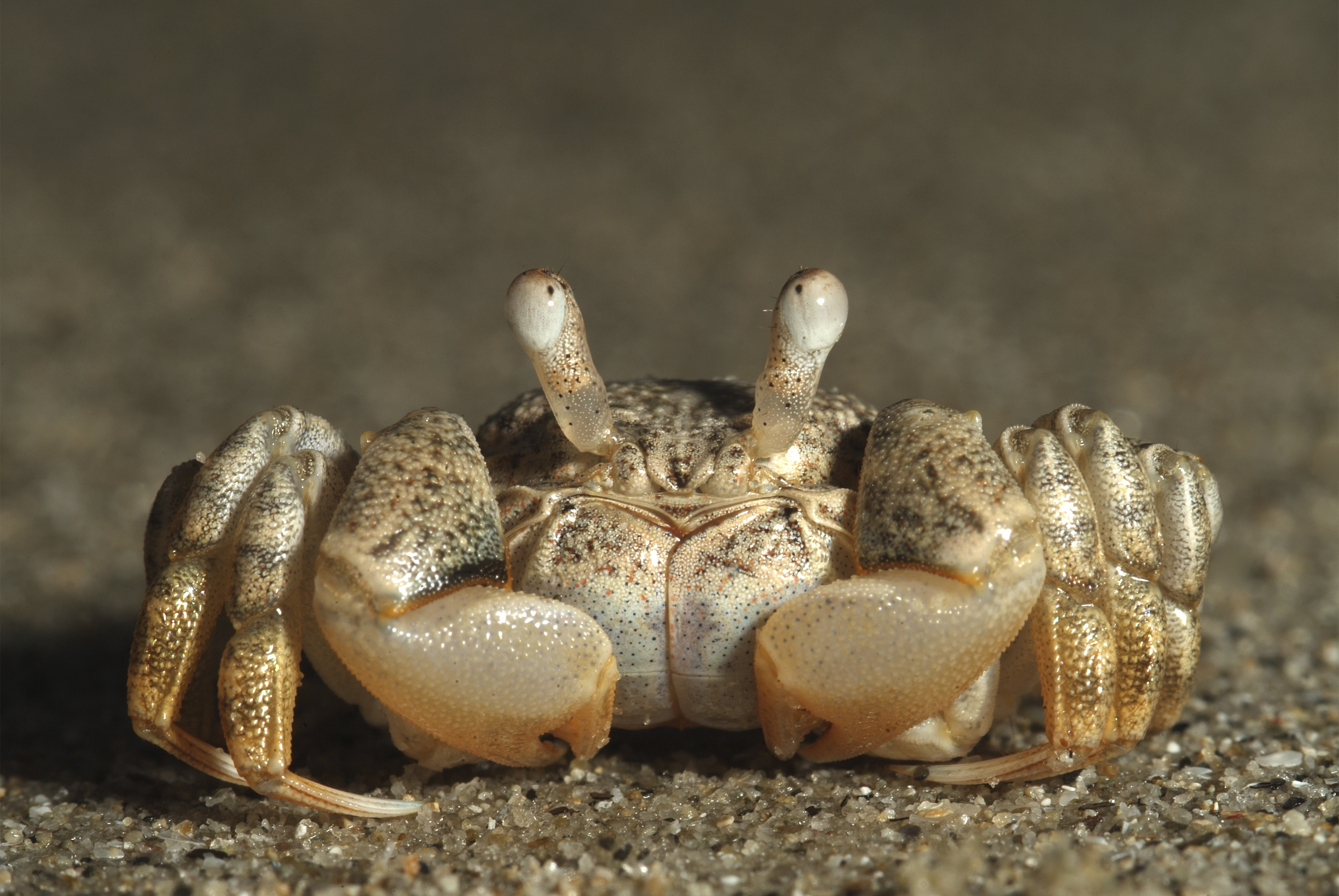 Crab 5k Retina Ultra HD Wallpaper and Background Image 5201x3481 ID
