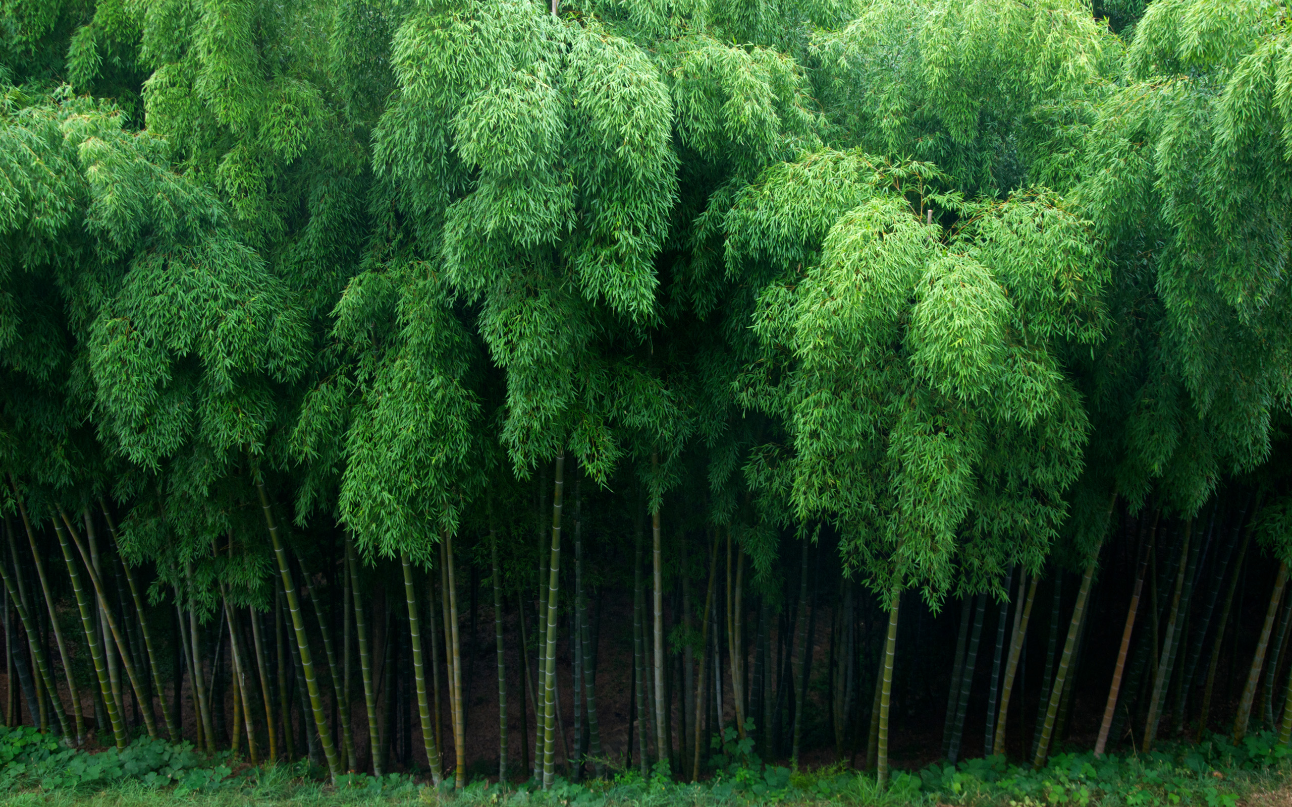 Bamboo Full HD Wallpaper and Background Image 2560x1600 ID326595