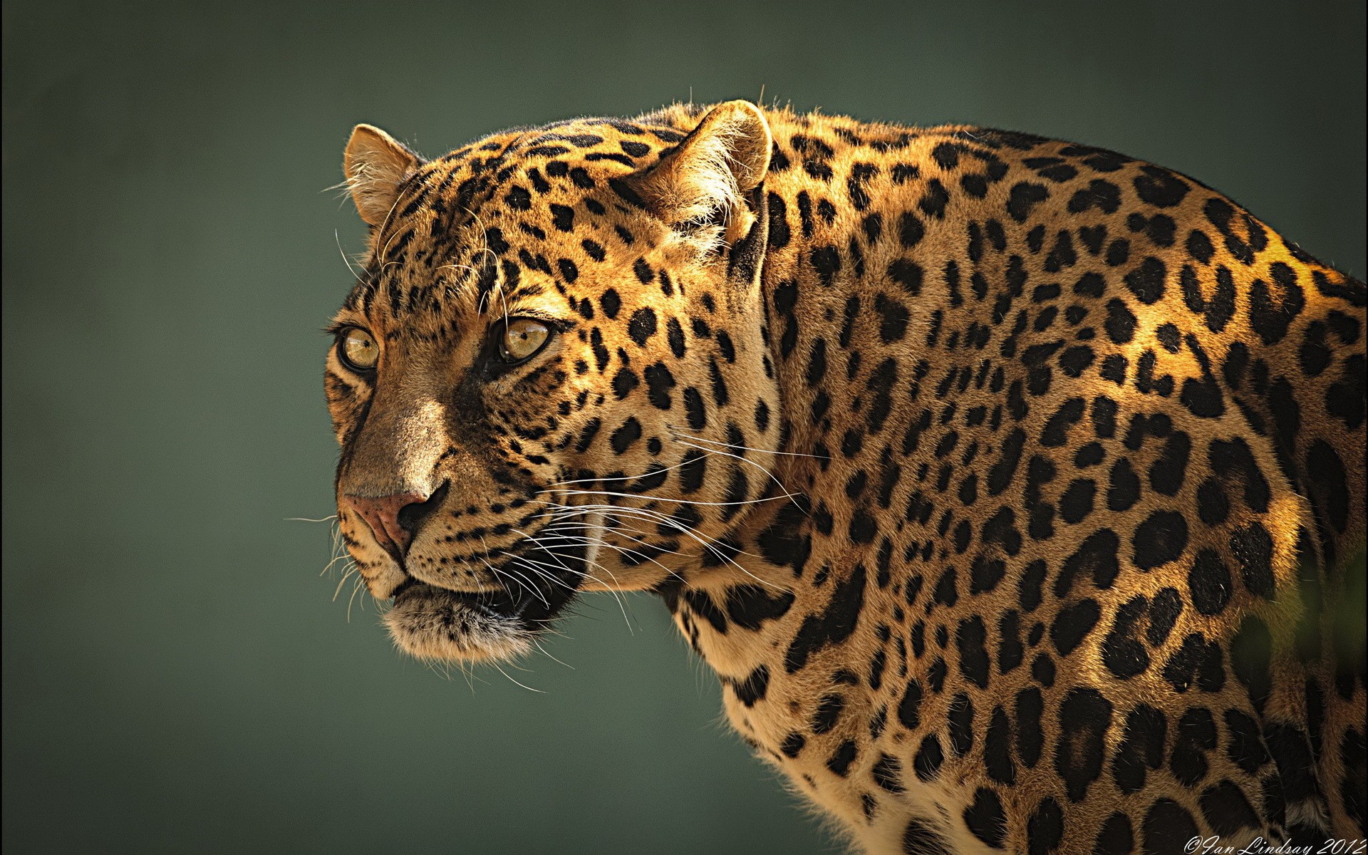 Download Animal Jaguar HD Wallpaper