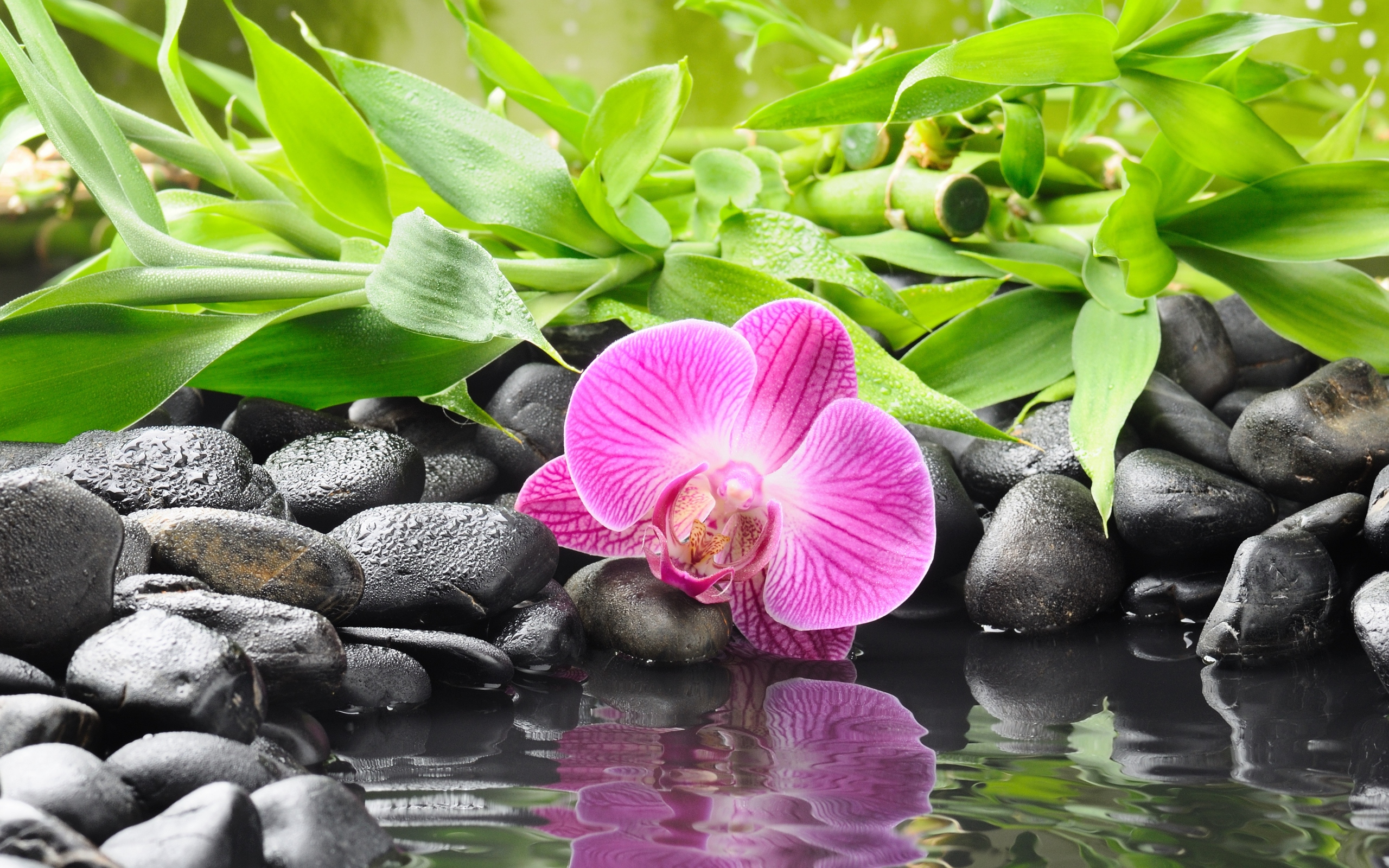 Zen Serenity HD Wallpaper of Tranquil Blossoms and Stones