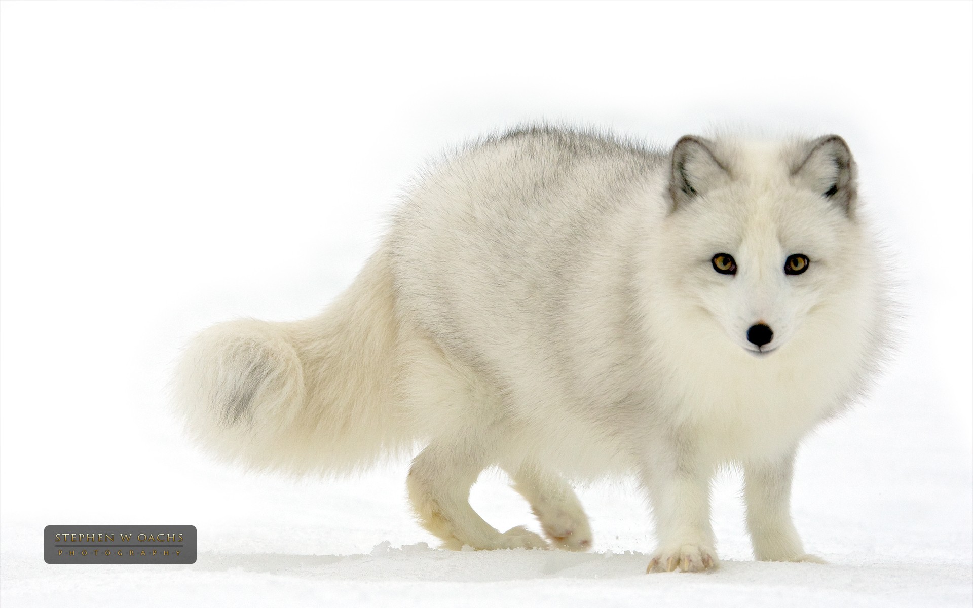 Download White Fox Animal Arctic Fox HD Wallpaper by Stephen W. Oachs