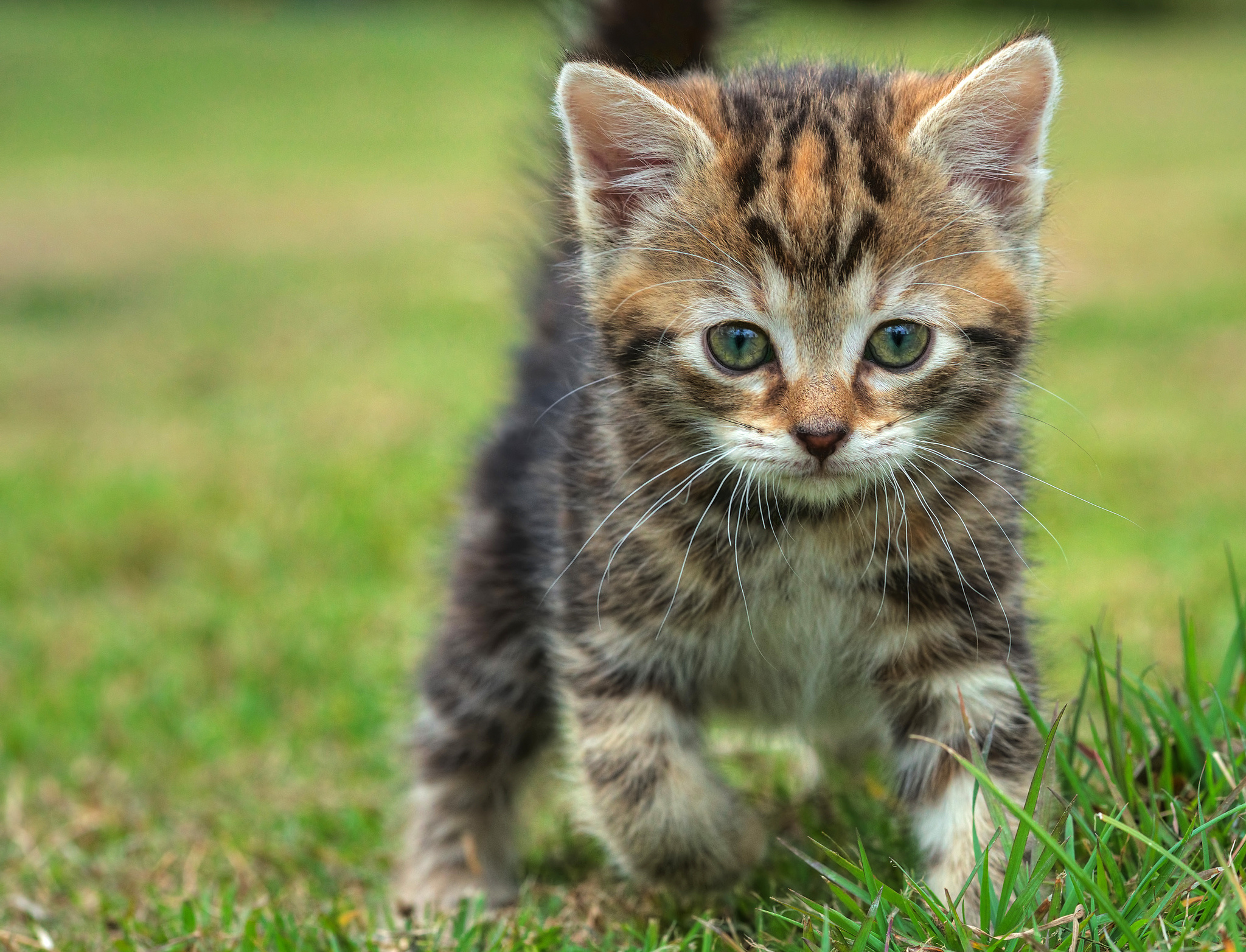Adorable Cat HD Wallpaper Playful Feline on the Move