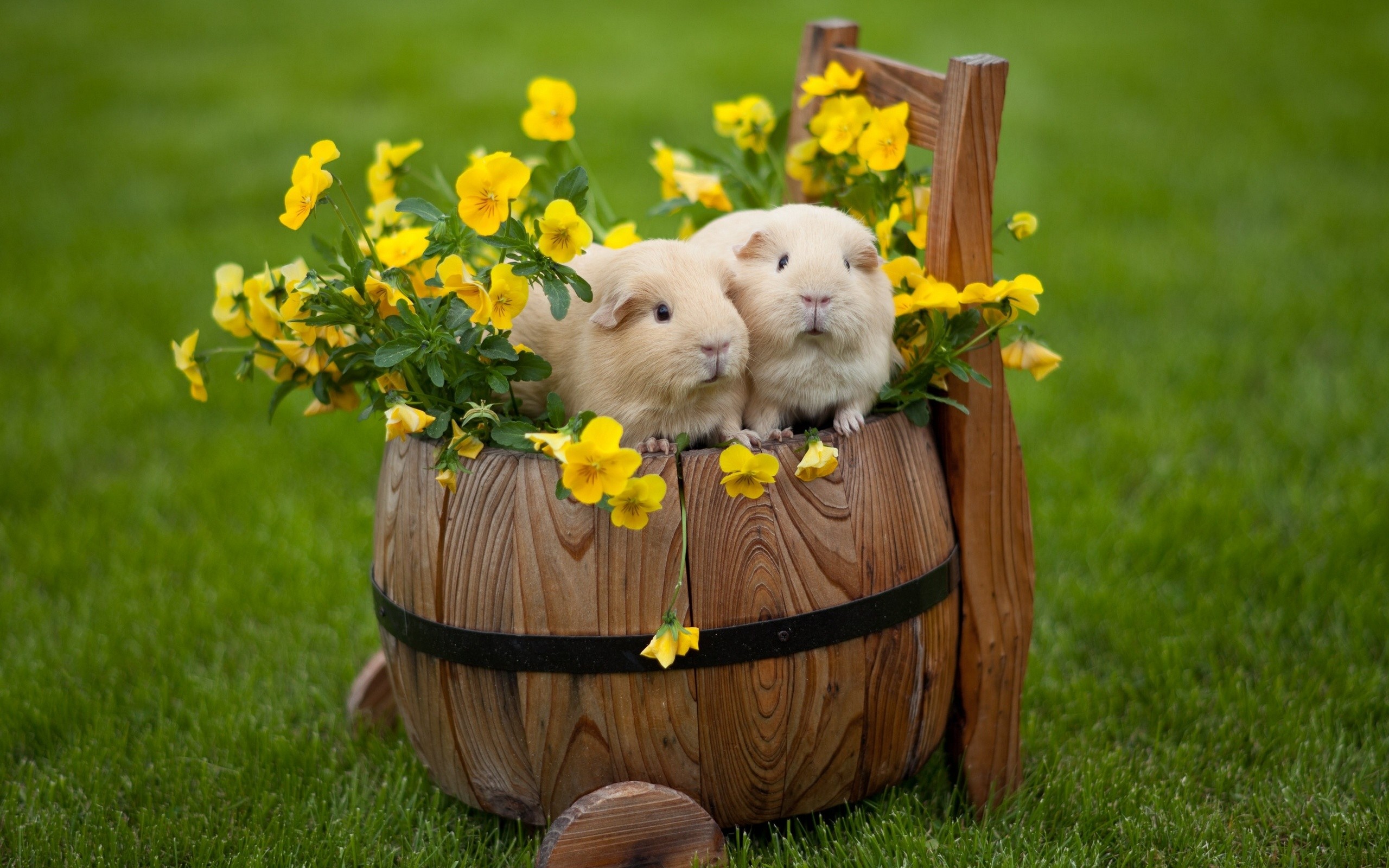 Guinea Pig Computer Wallpapers, Desktop Backgrounds 2560x1600 ID330768