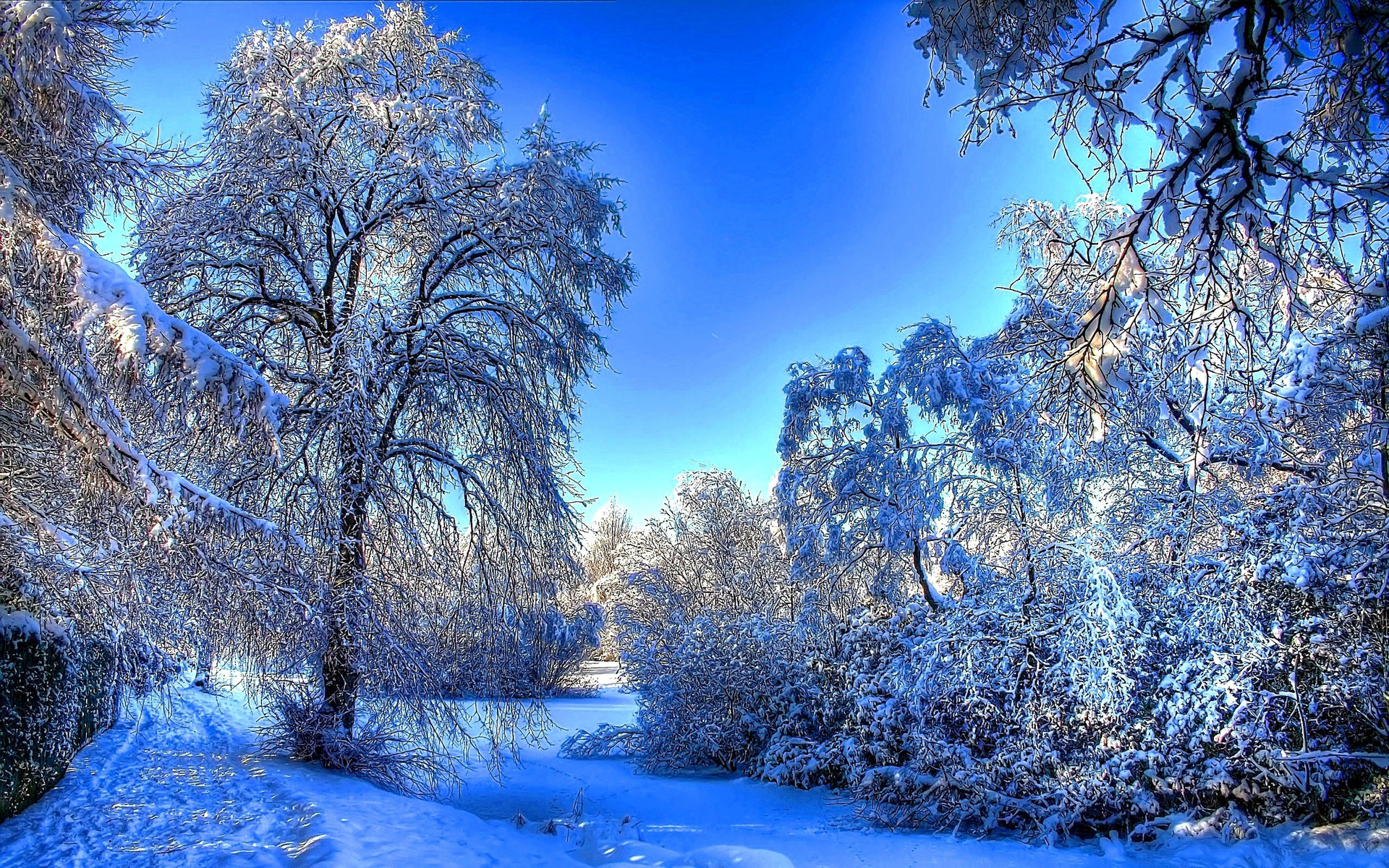 Download Nature Winter HD Wallpaper