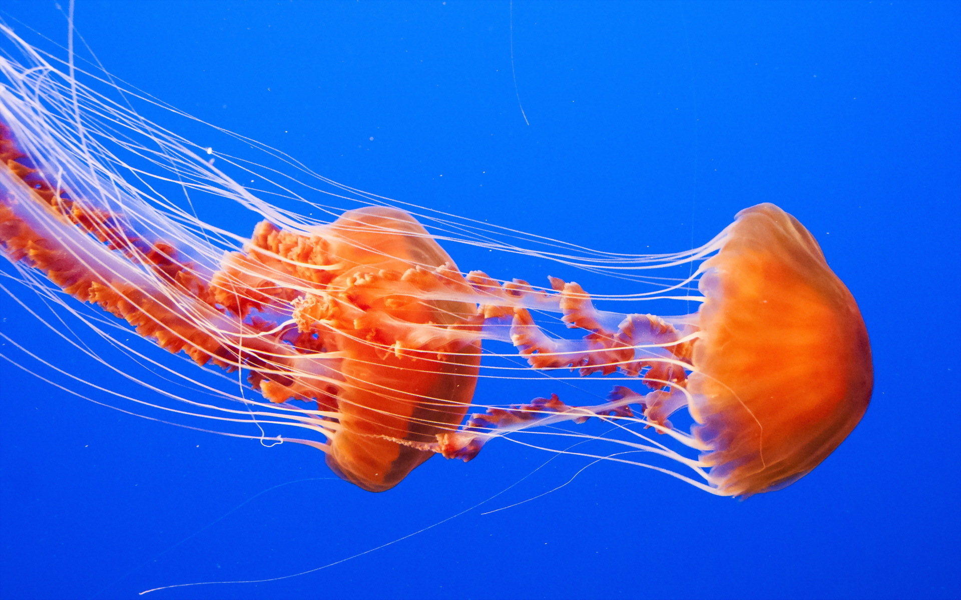 Jellyfish Full HD Wallpaper and Background Image 1920x1200 ID334031