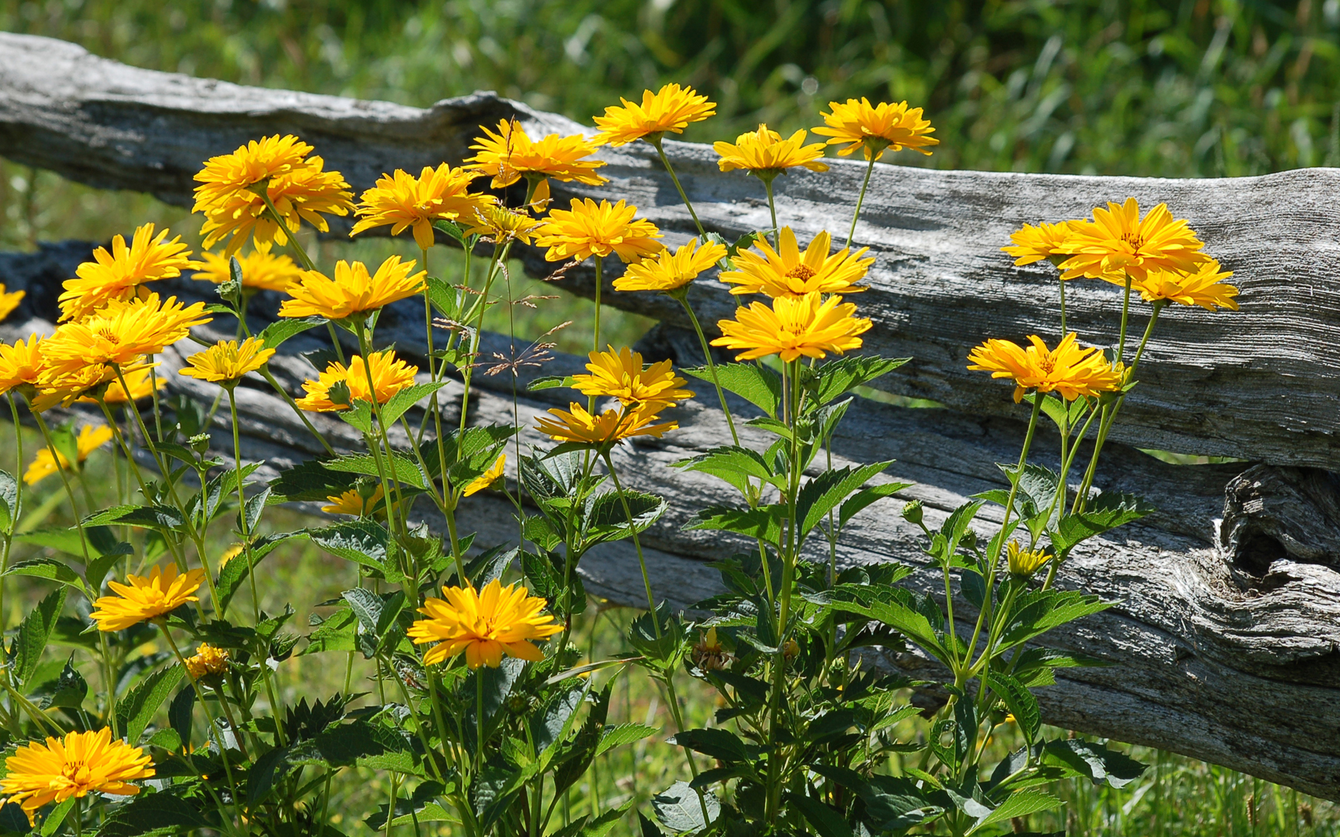 Morilcountry flowers by Moril