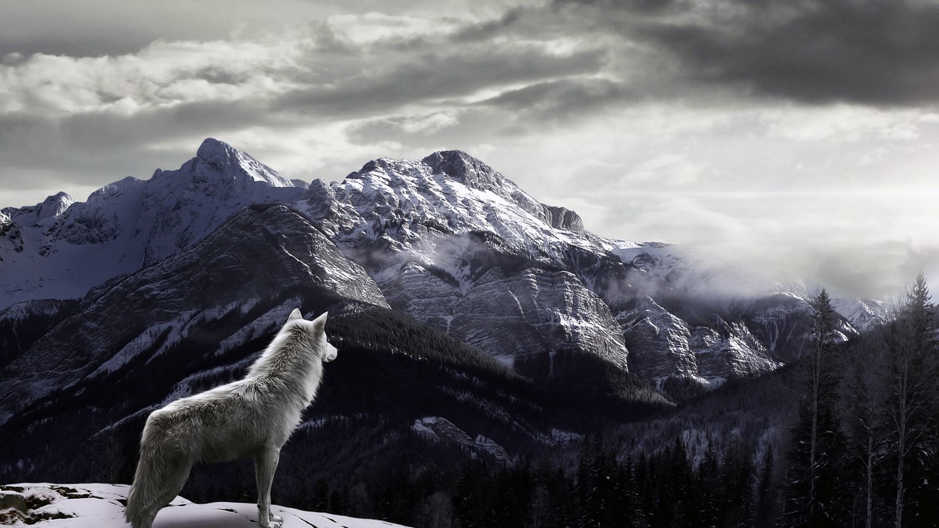 Majestic Wolf in HD Wallpaper