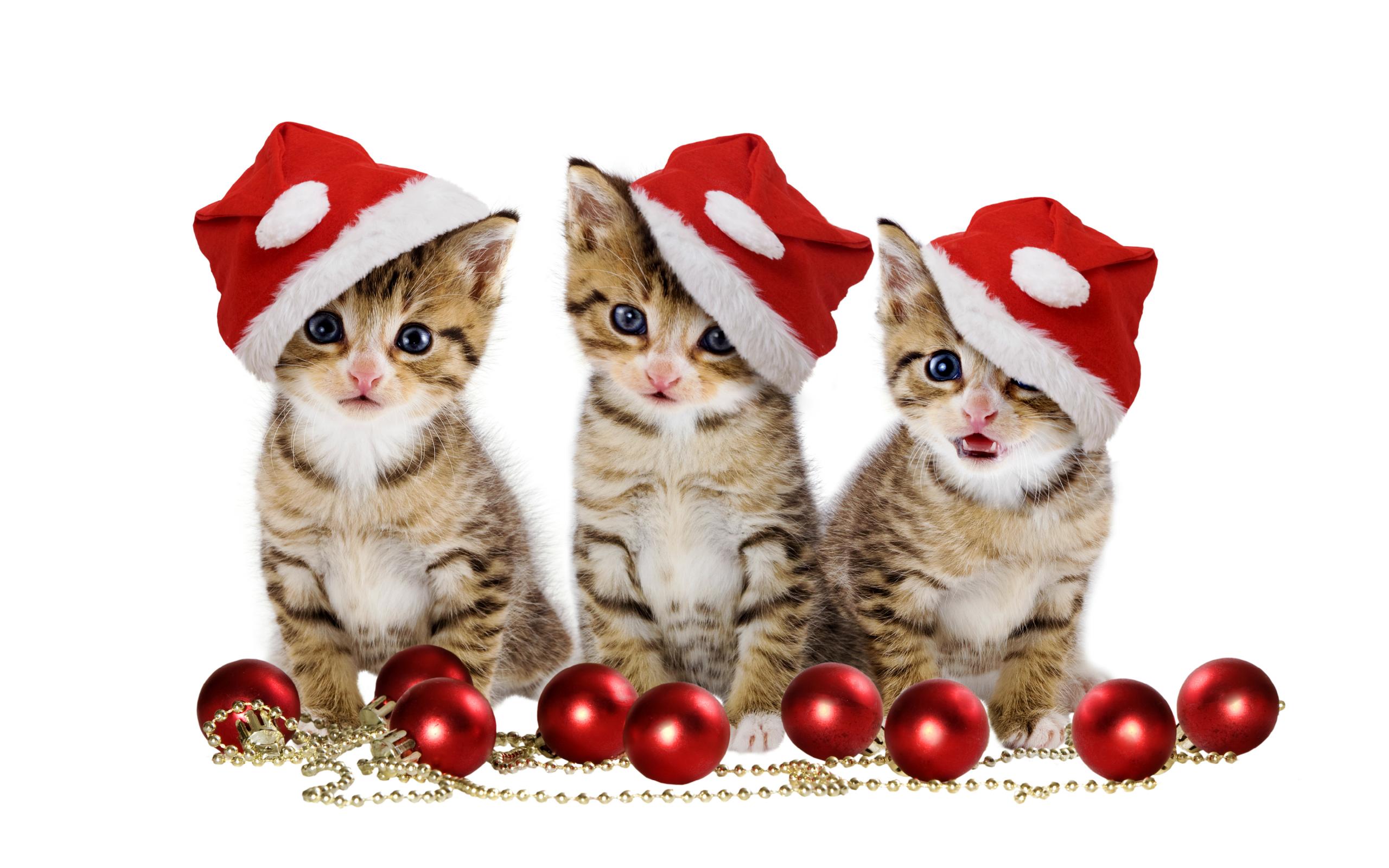 Christmas Kittens in Santa Hats HD Wallpaper