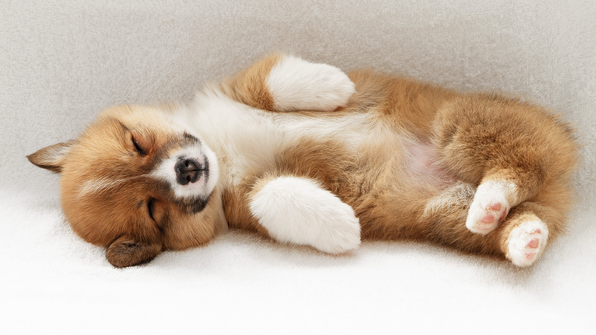 Adorable Sleeping Puppy HD Wallpaper