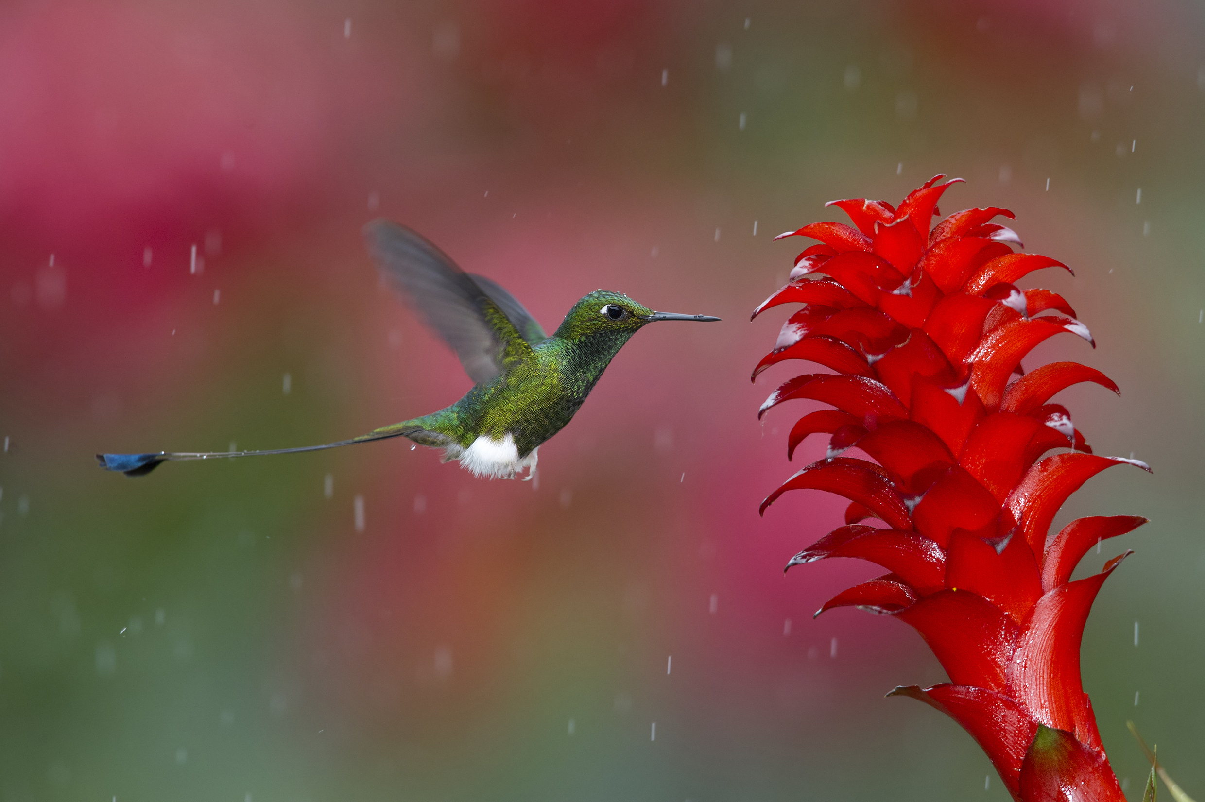 Stunning Hummingbird HD Wallpaper Nature's Beauty in Motion