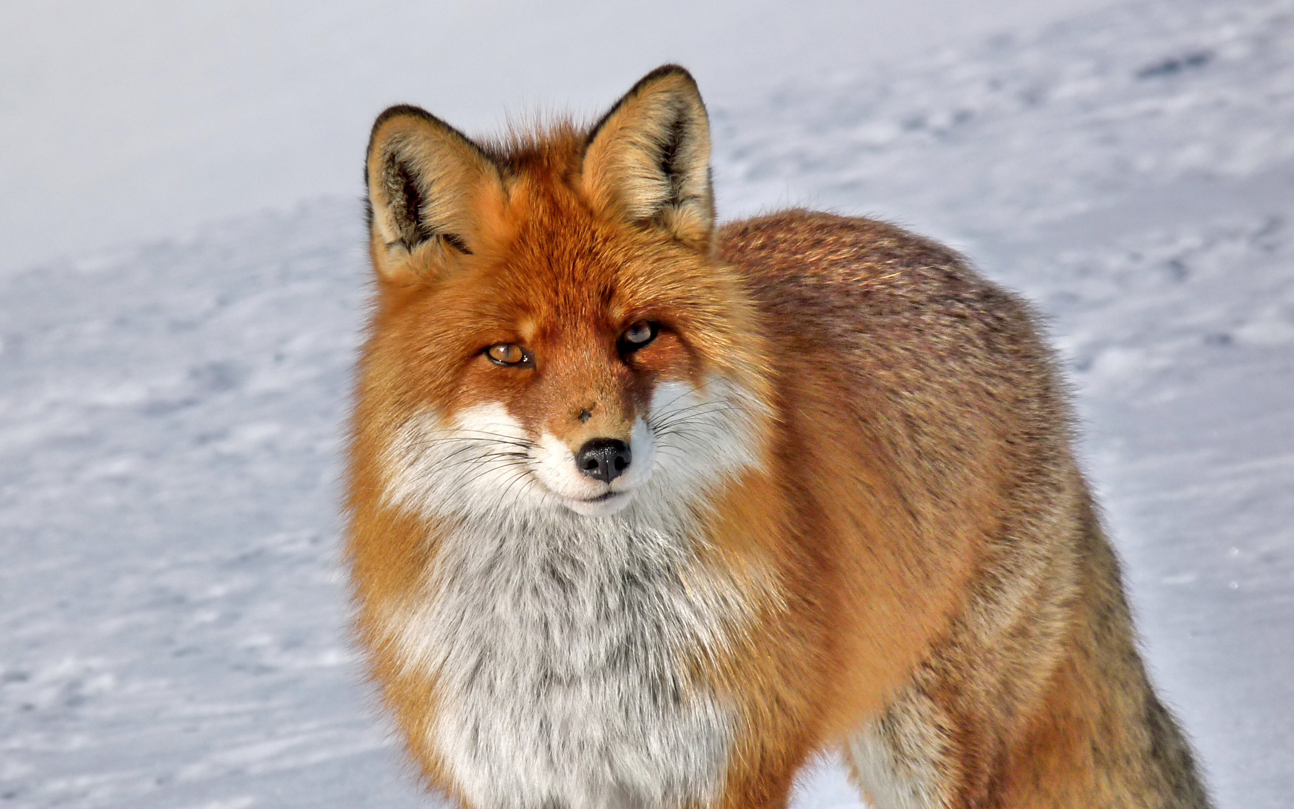 Download Animal Fox HD Wallpaper
