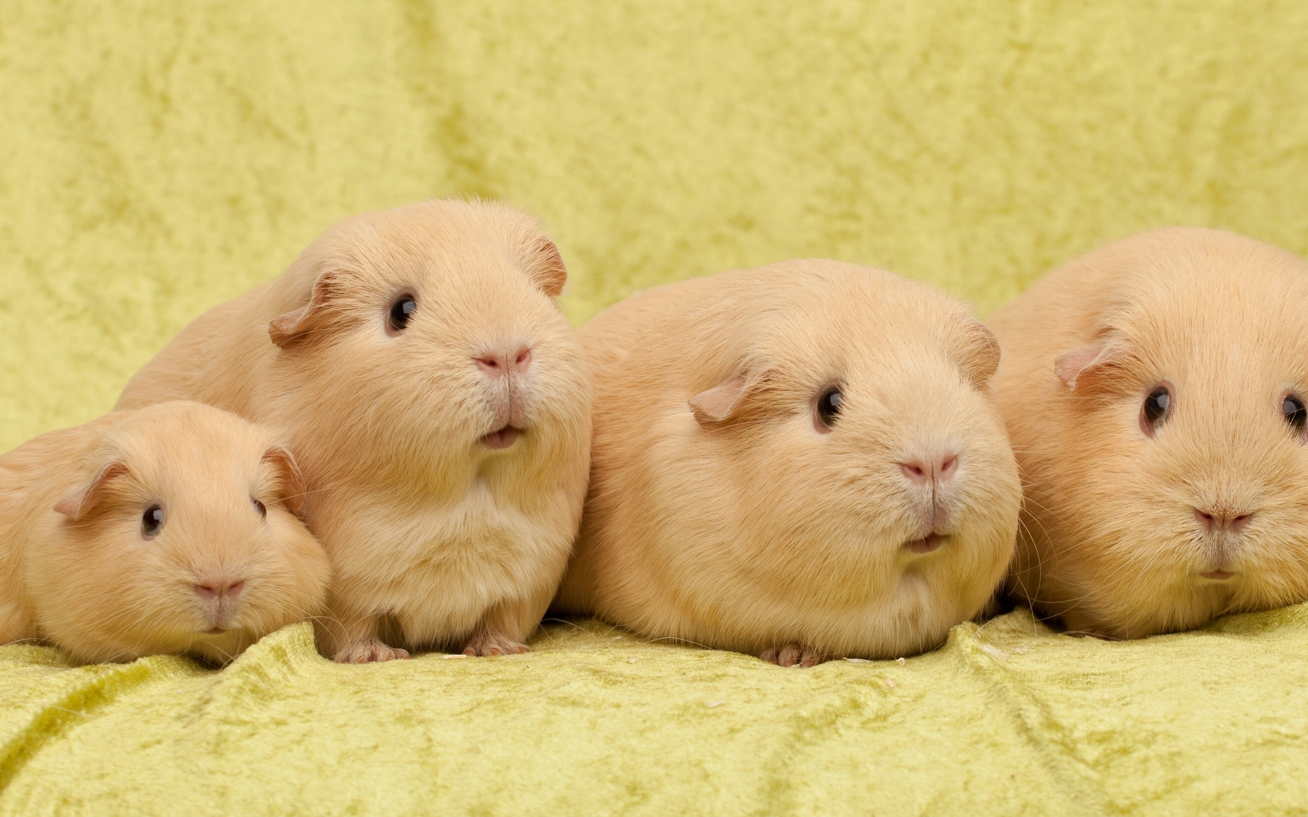 Guinea Pig Full HD Wallpaper and Background Image 2560x1600 ID341113