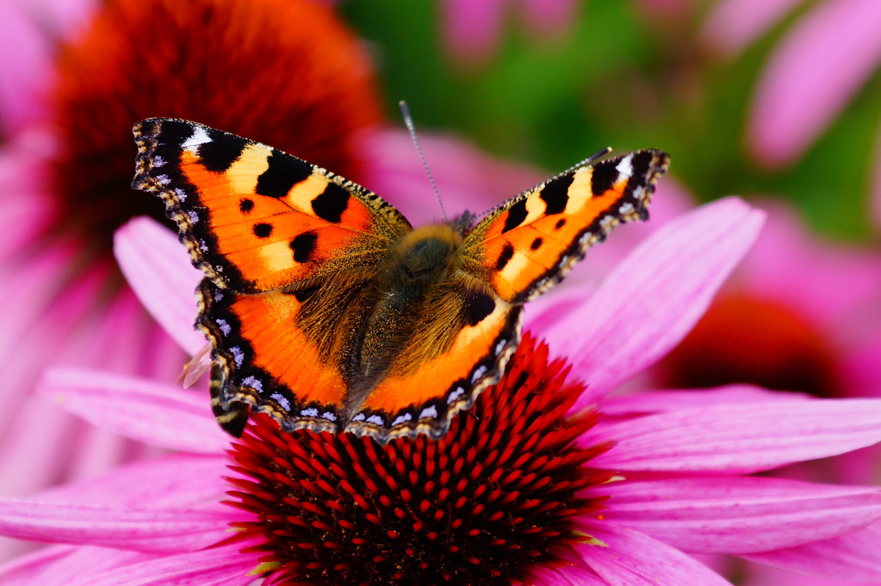 Schmetterlinge HD Wallpaper Hintergrund 3008x2000 ID